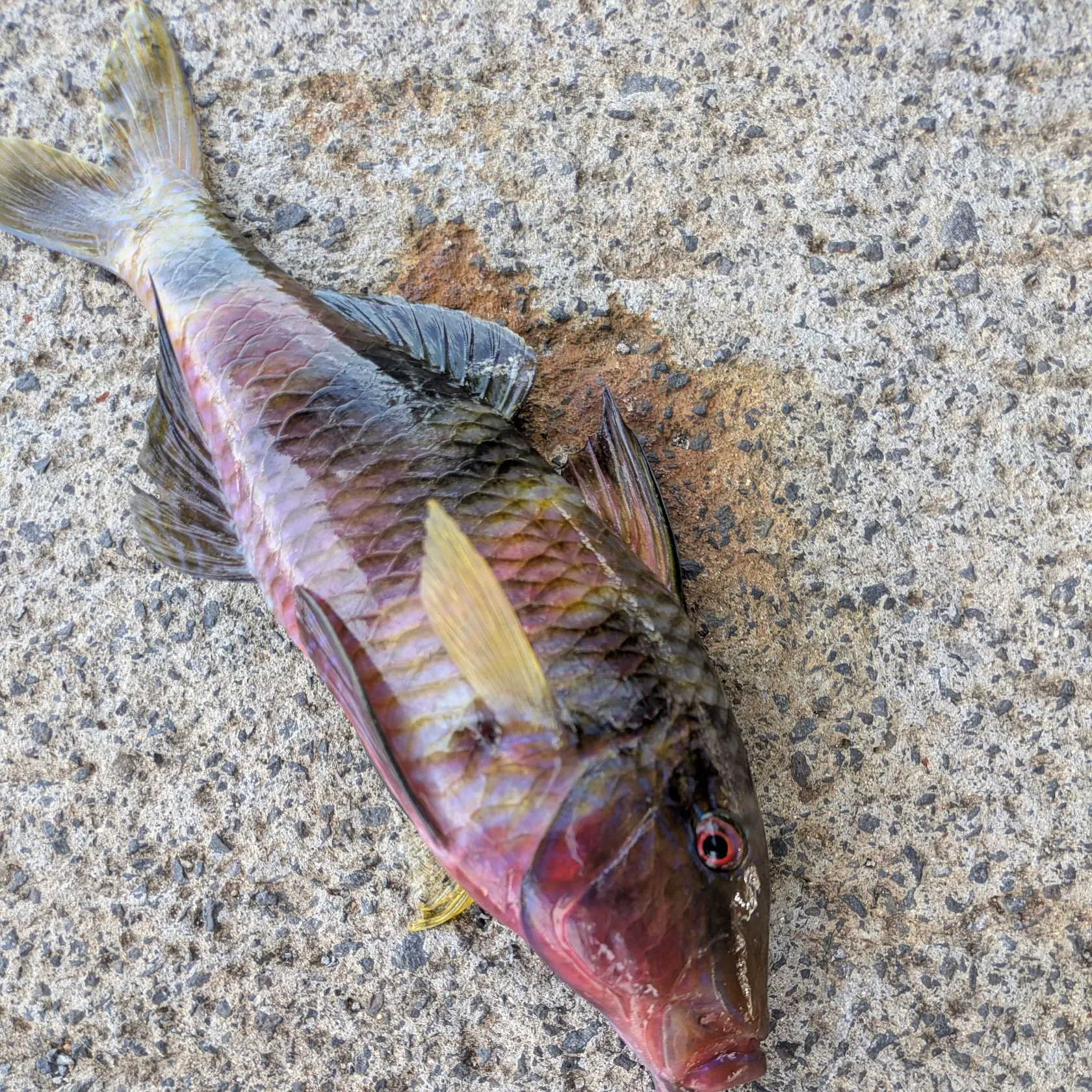 The most recent Manybar goatfish catches on Fishbrain