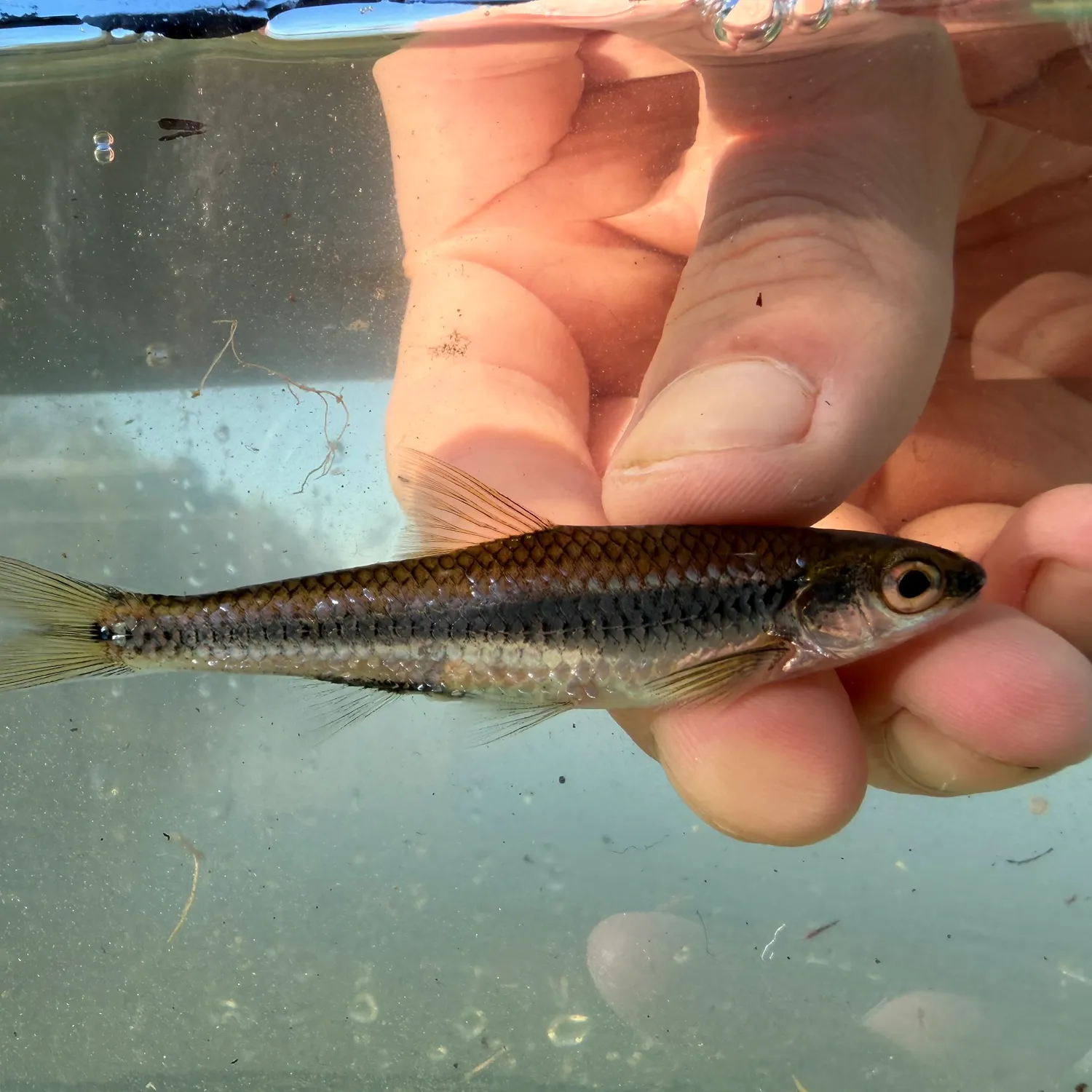 The most recent Coastal shiner catches on Fishbrain