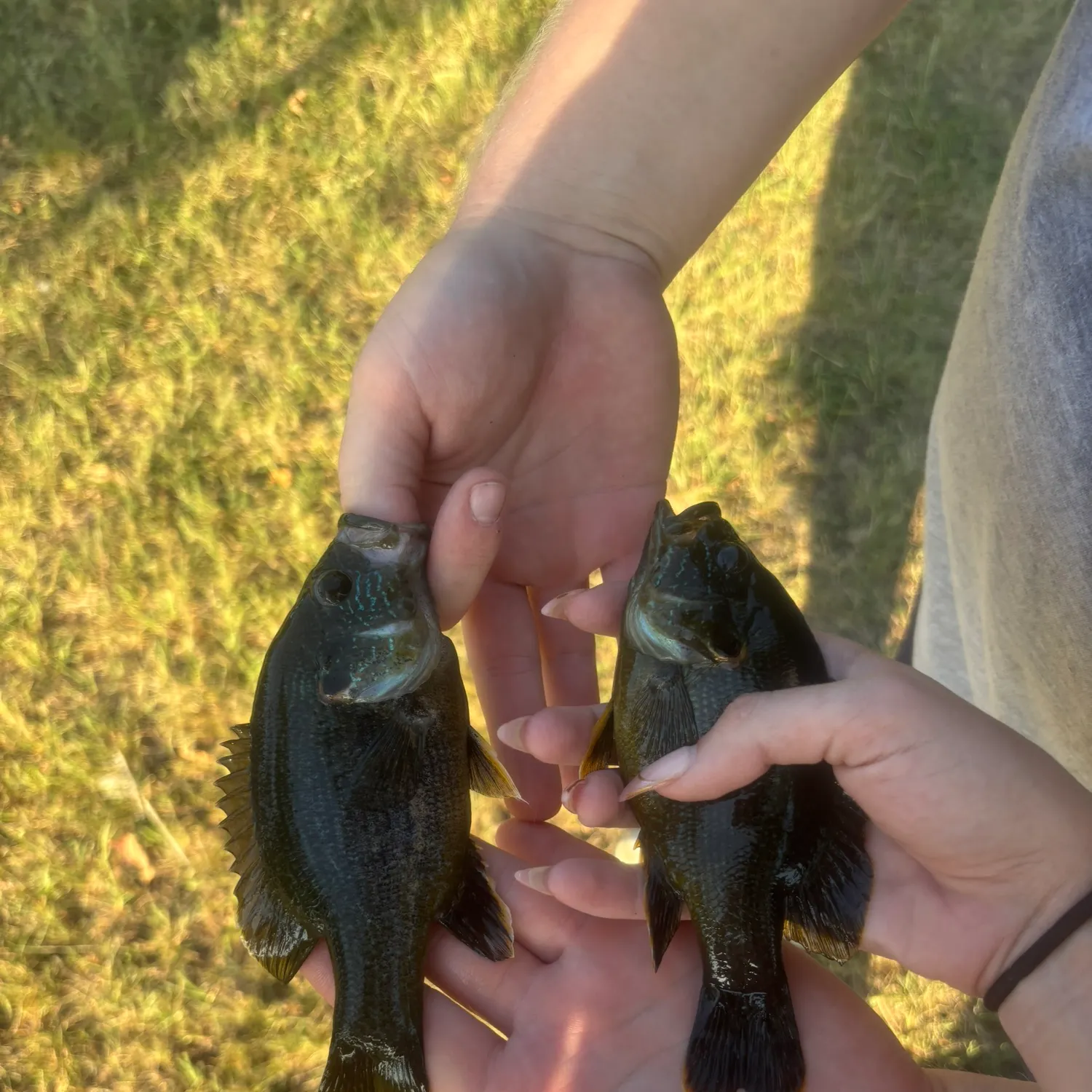 Green sunfish caught on Fishbrain