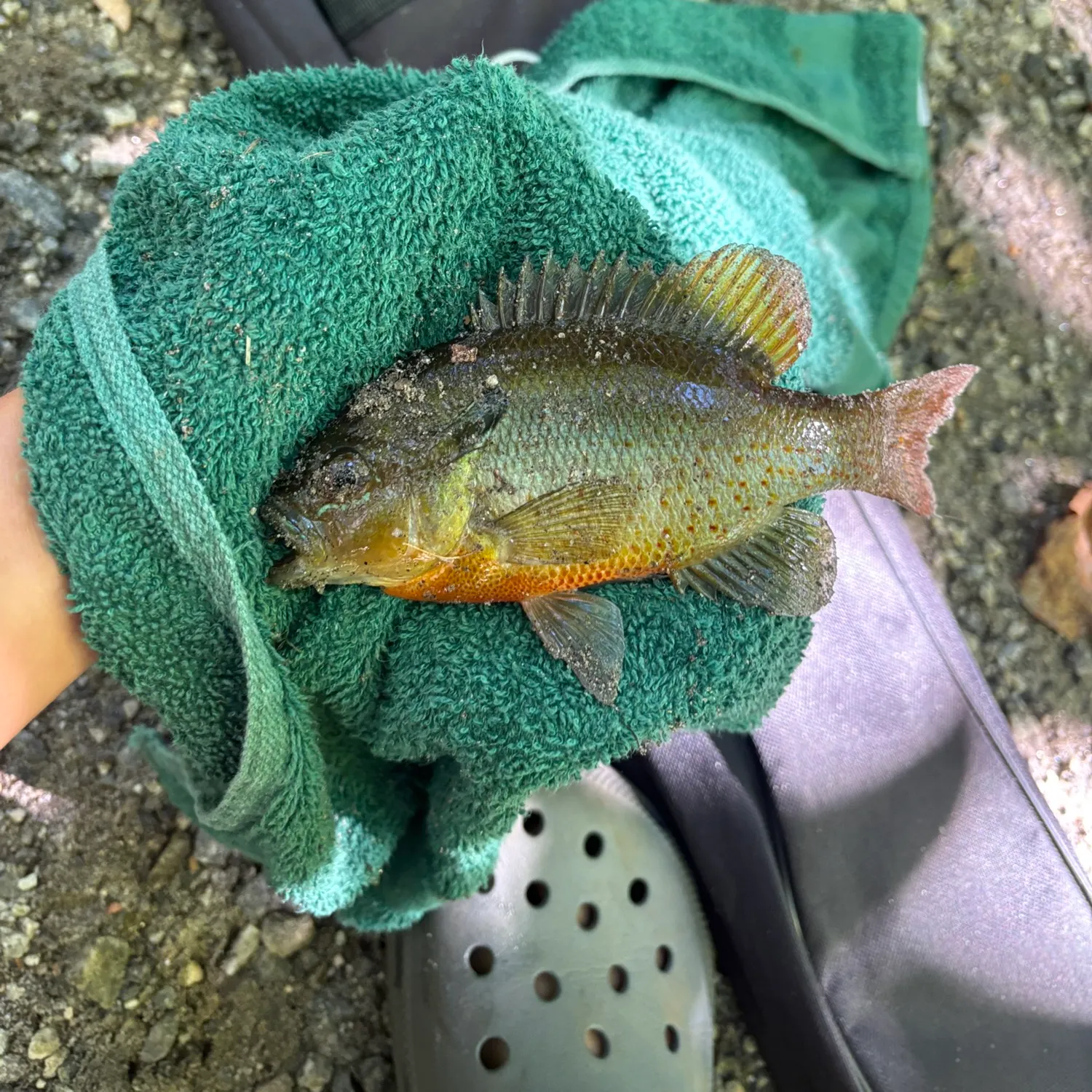 Redbreast sunfish caught on Fishbrain
