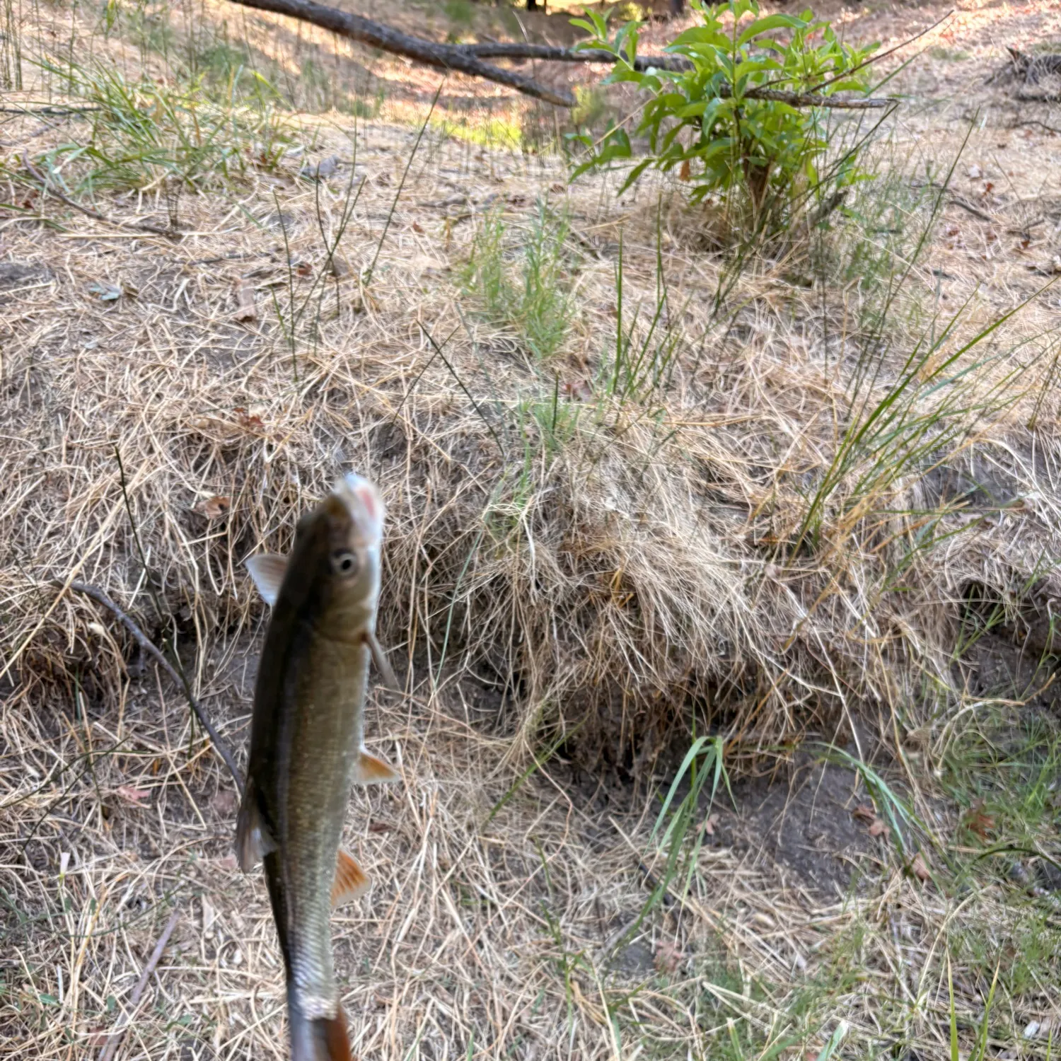 The most recent Sacramento pikeminnow catches on Fishbrain