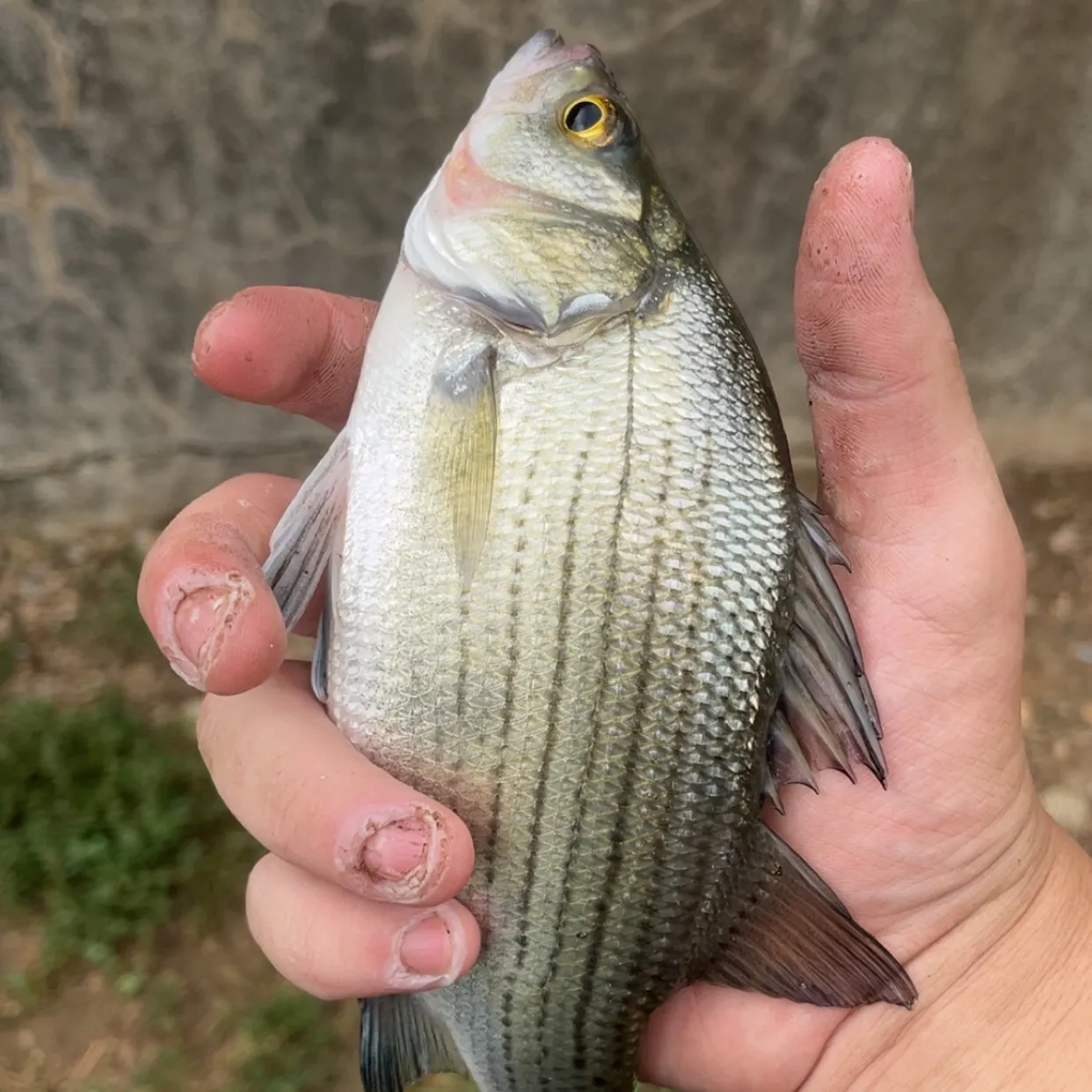 White bass caught on Fishbrain