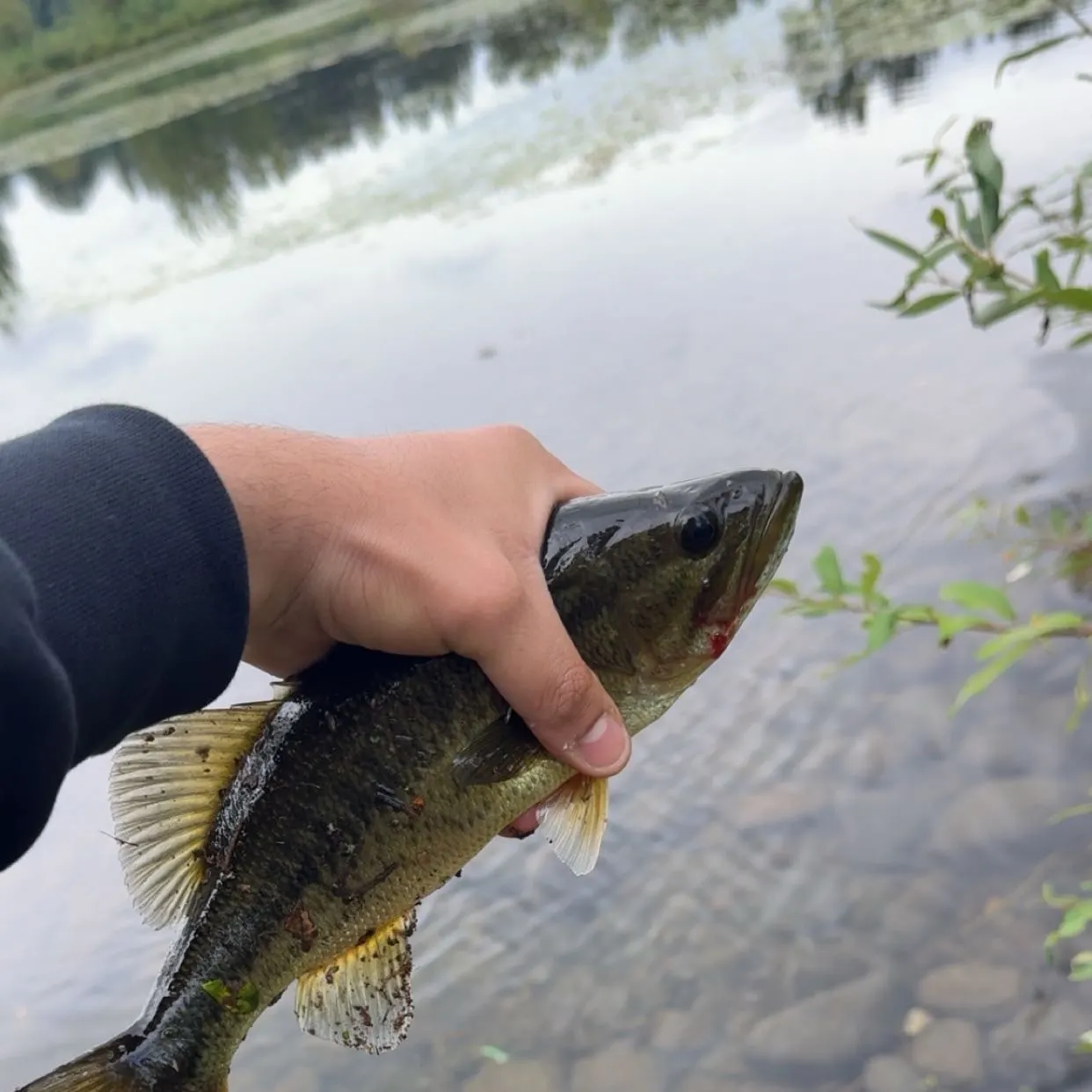Fish caught on Fishbrain
