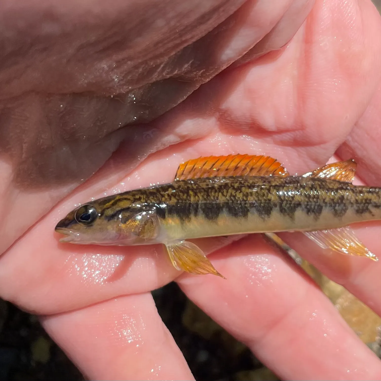 The most recent Bronze darter catches on Fishbrain