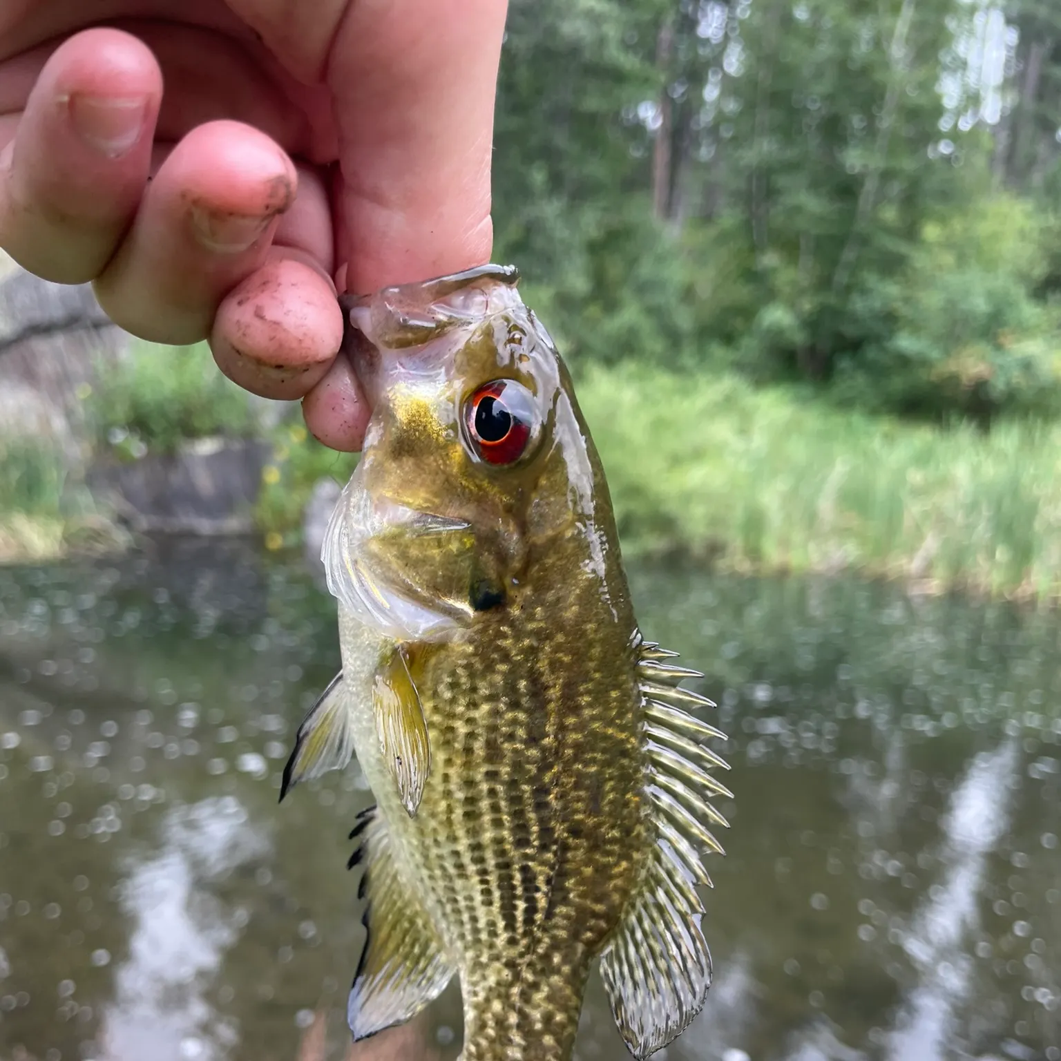 The most recent Rock bass catches on Fishbrain