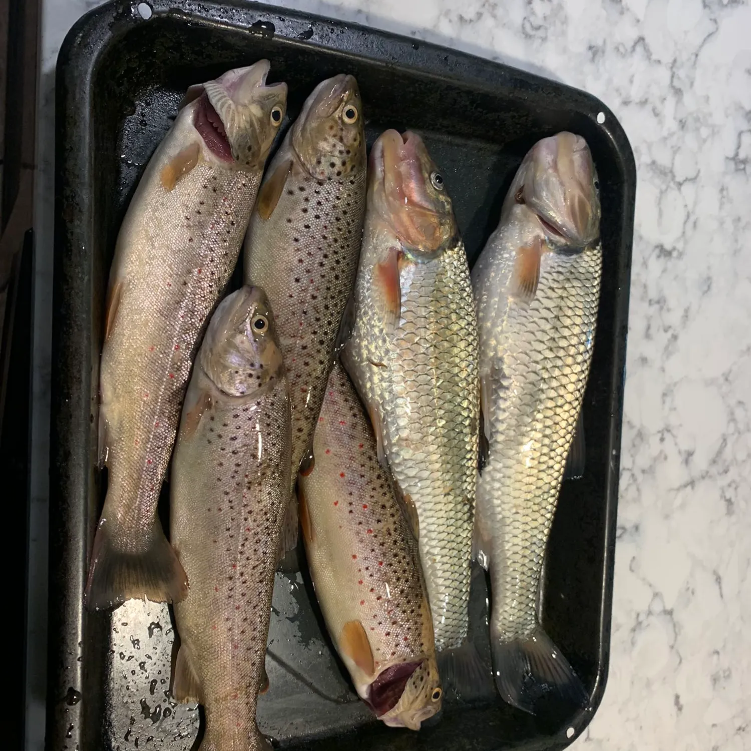 recently logged catches