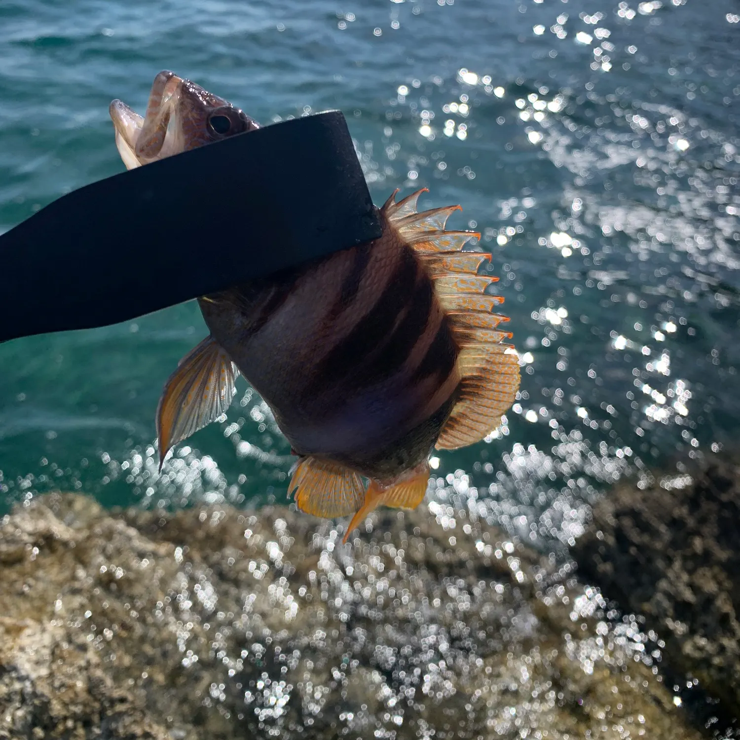 The most recent Painted comber catches on Fishbrain