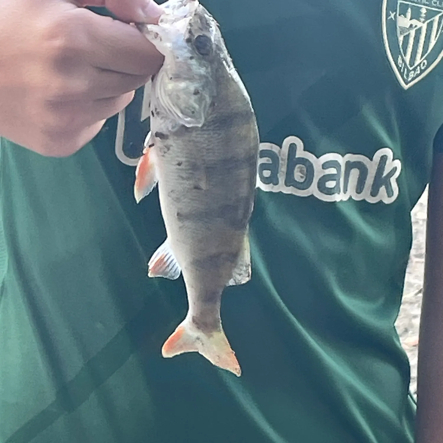European perch caught on Fishbrain