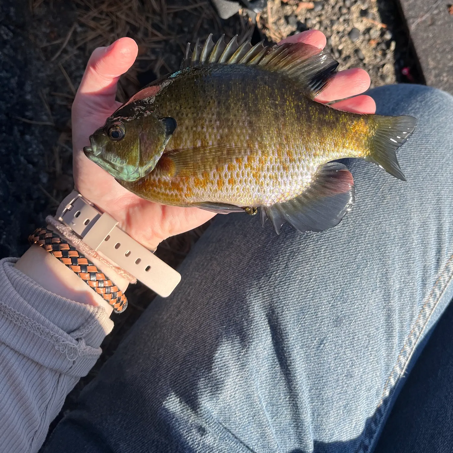 Bluegill caught on Fishbrain