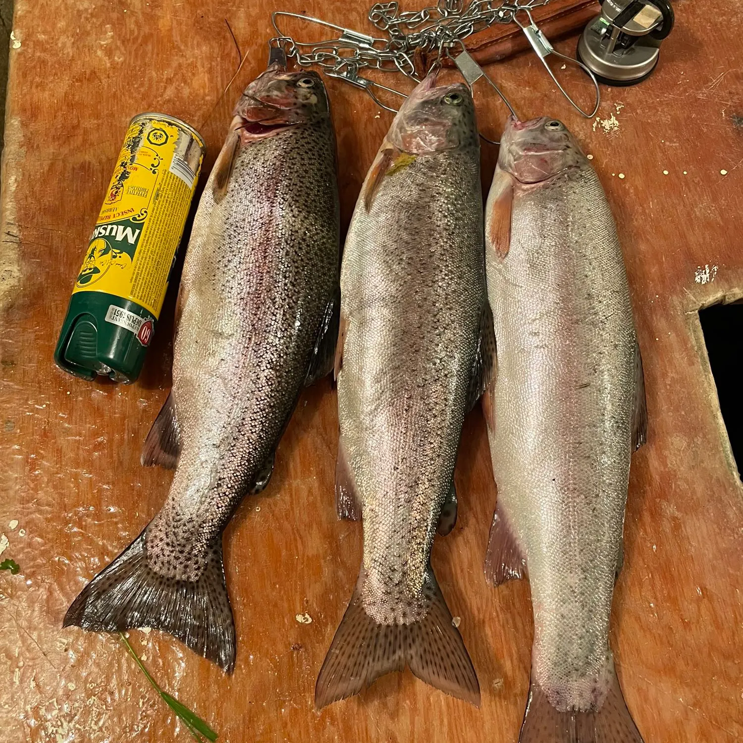 recently logged catches