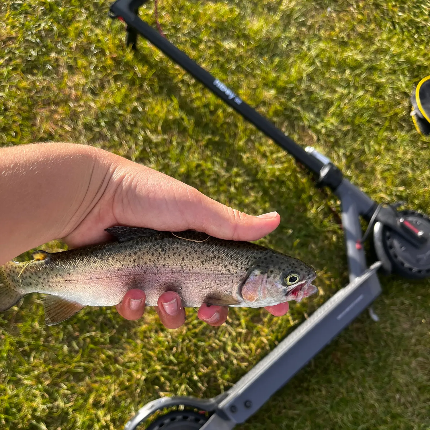 Rainbow trout caught on Fishbrain