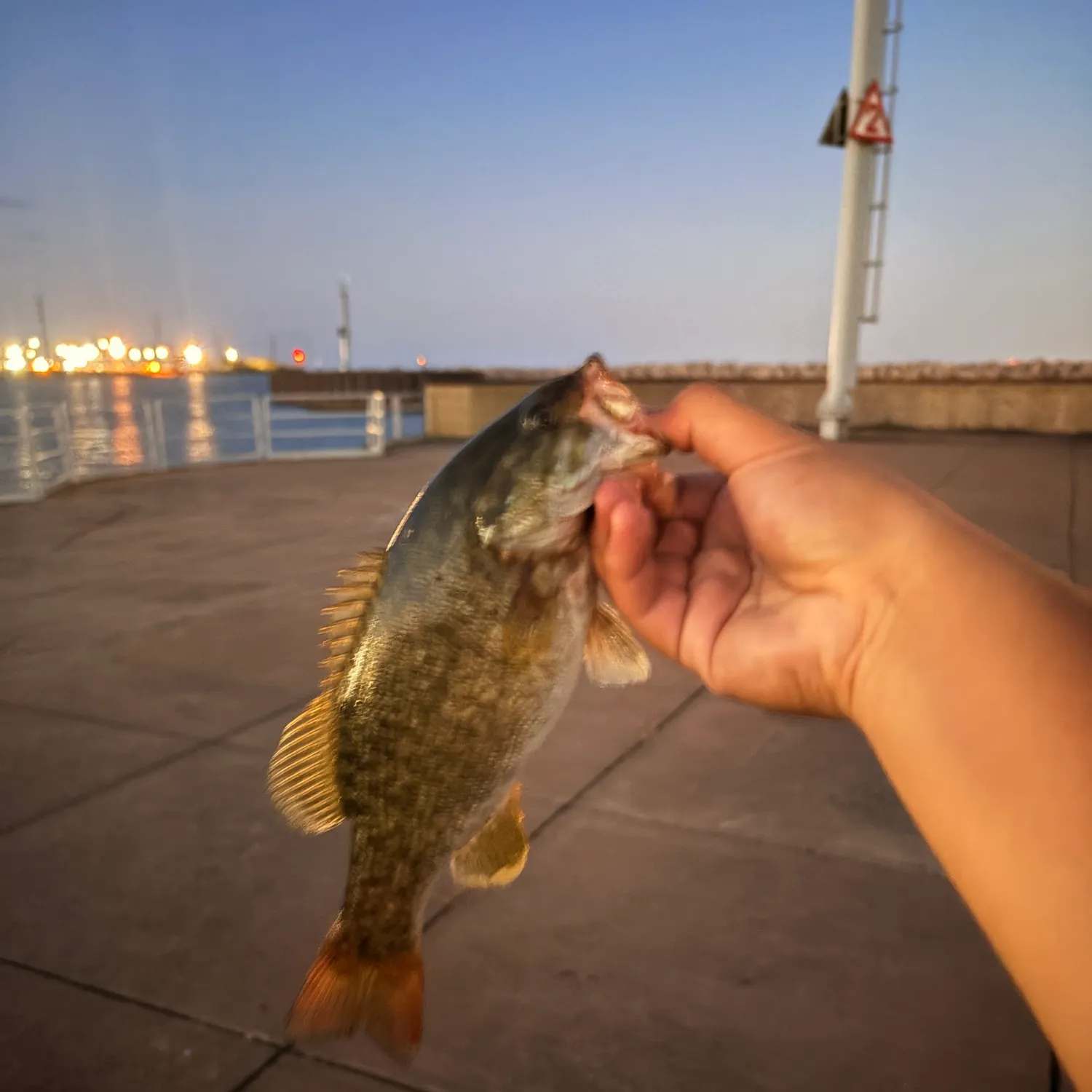 Smallmouth bass caught on Fishbrain