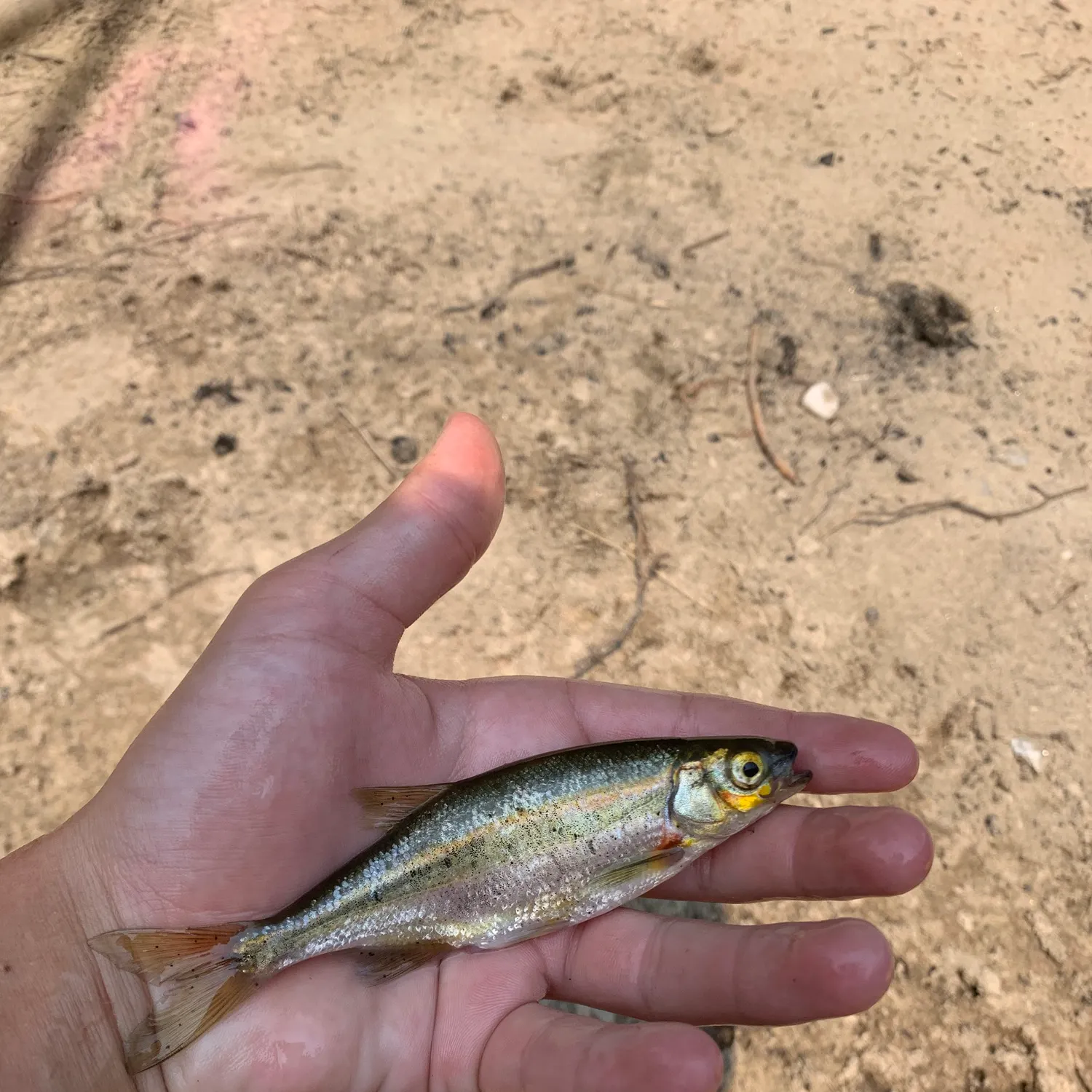 The most recent Redside shiner catches on Fishbrain