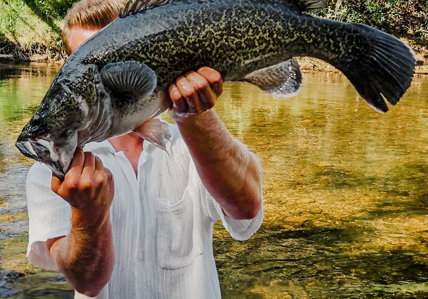 Murray cod