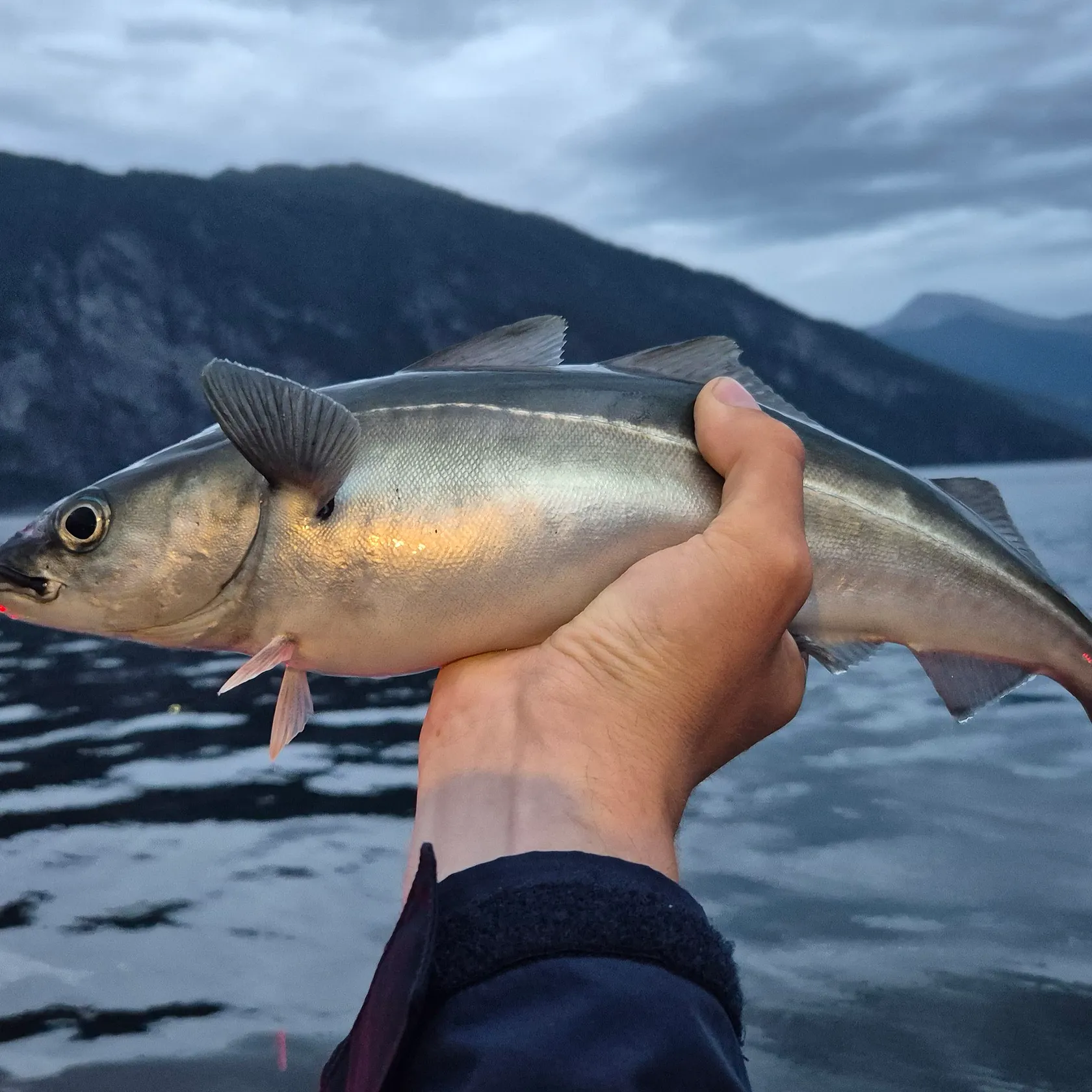 Atlantic pollock caught on Fishbrain