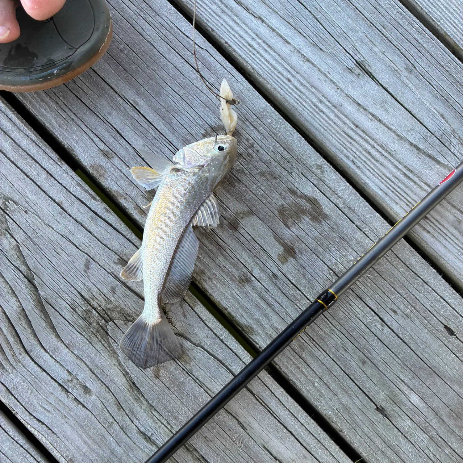 Fish caught on Fishbrain