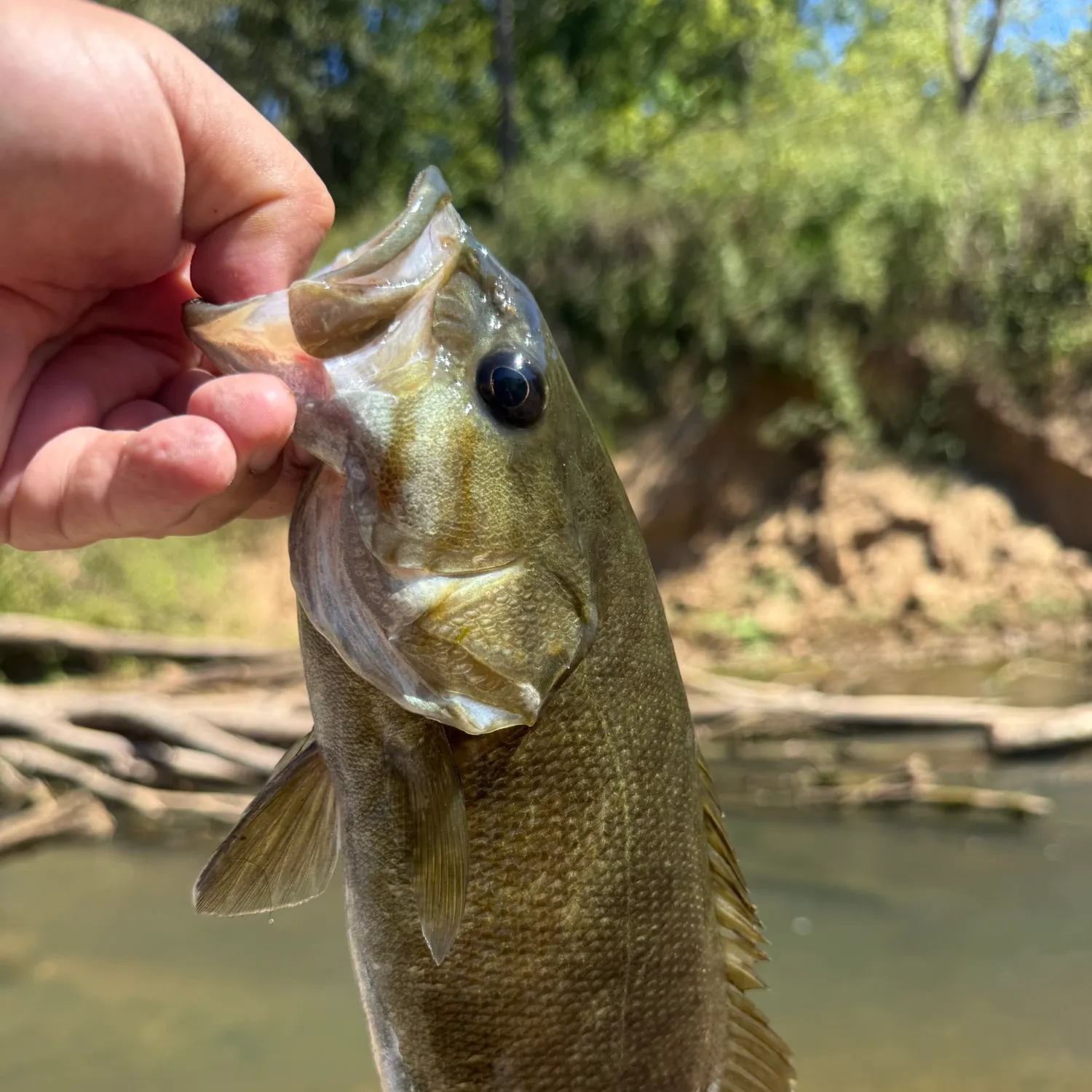 Smallmouth bass caught on Fishbrain