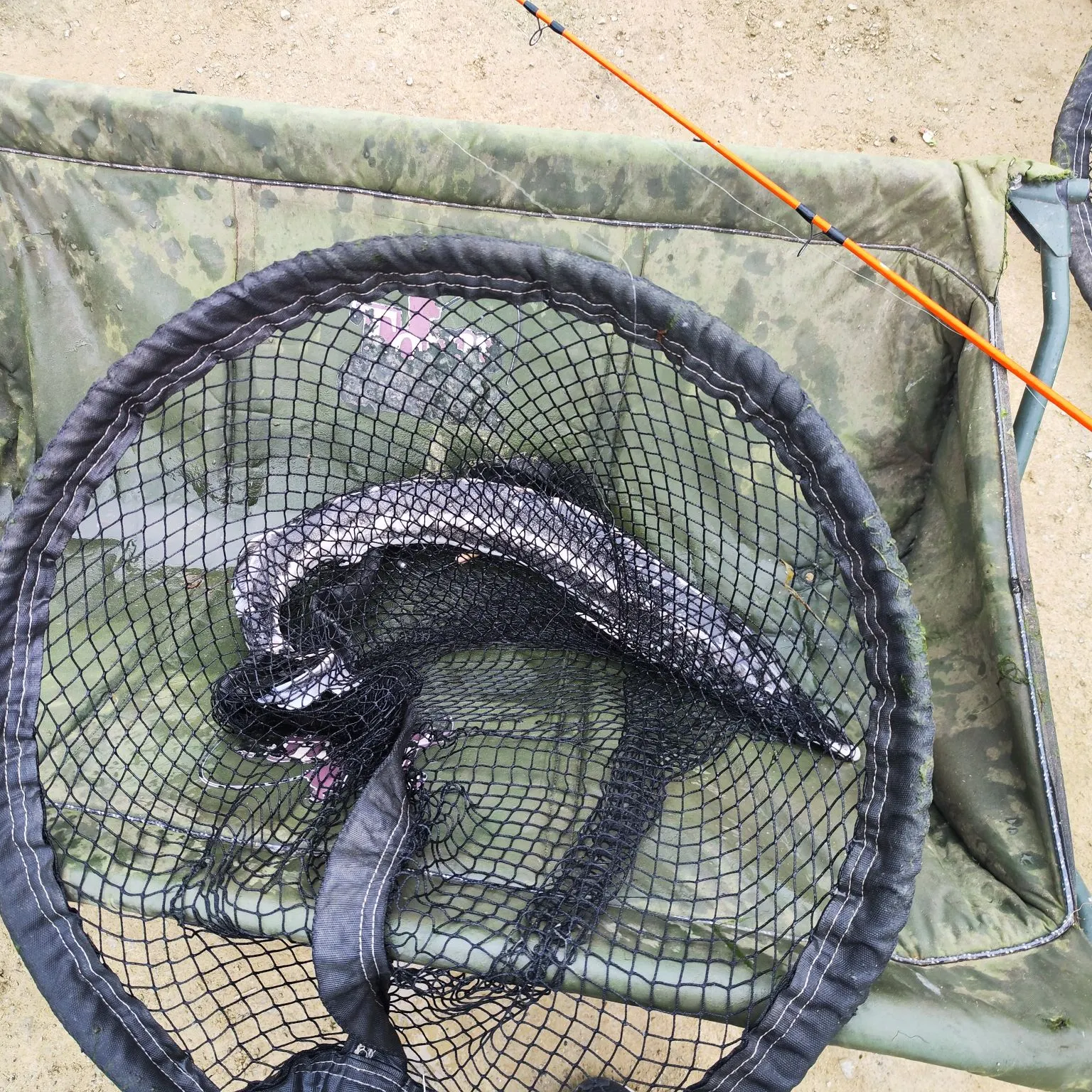 The most recent Russian sturgeon catches on Fishbrain