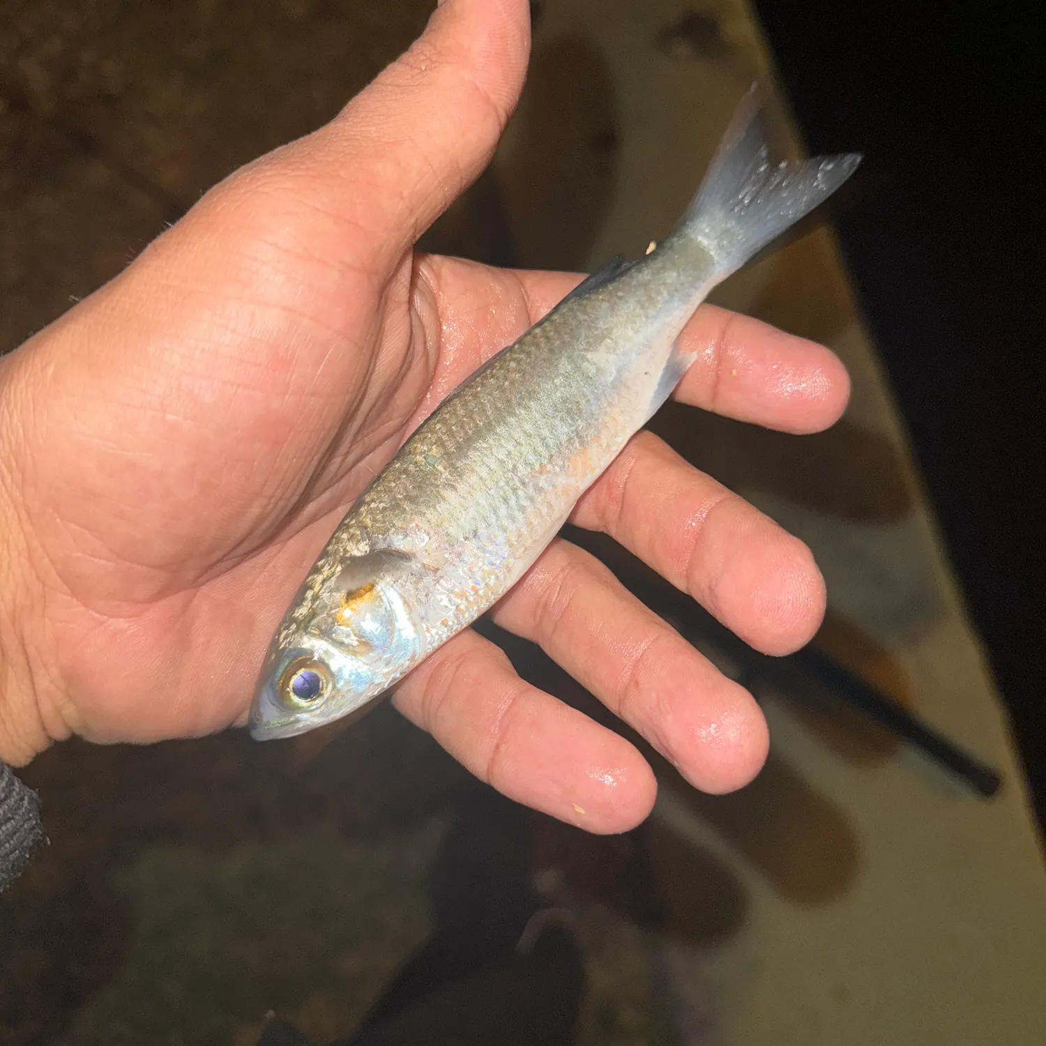 The most recent Striped mullet catches on Fishbrain