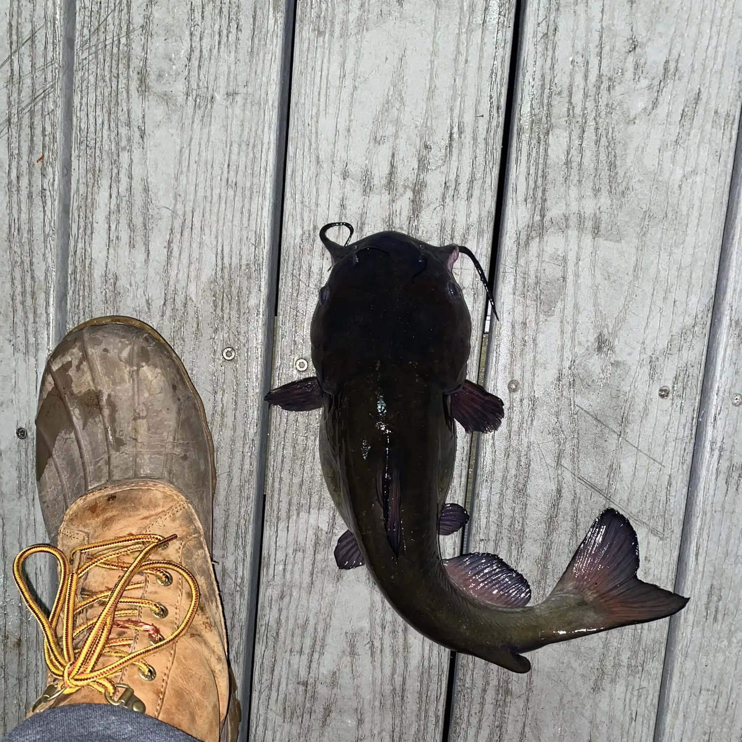 The most recent Flathead catfish catches on Fishbrain