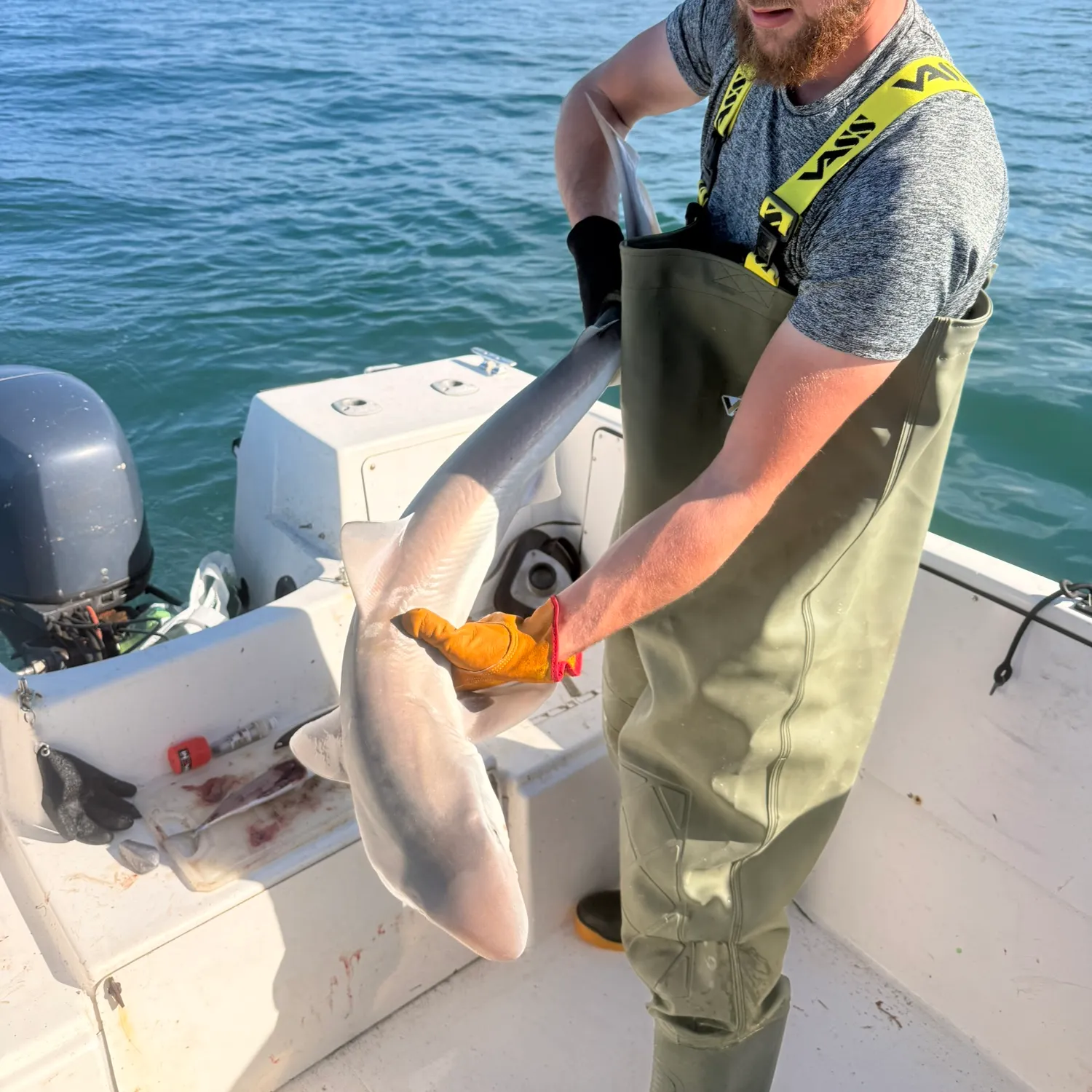 The most recent Tope shark catches on Fishbrain