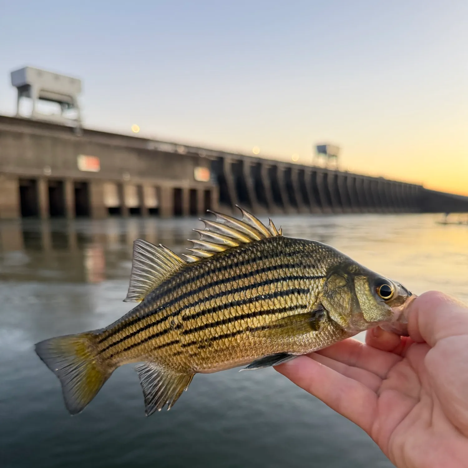 Yellow bass caught on Fishbrain