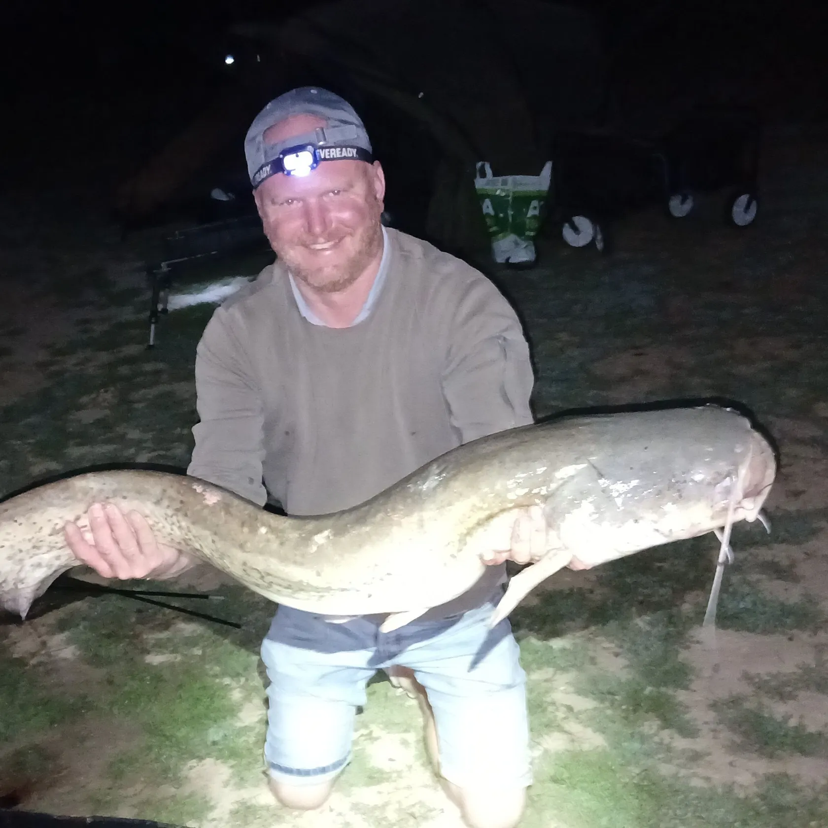 Wels catfish caught on Fishbrain