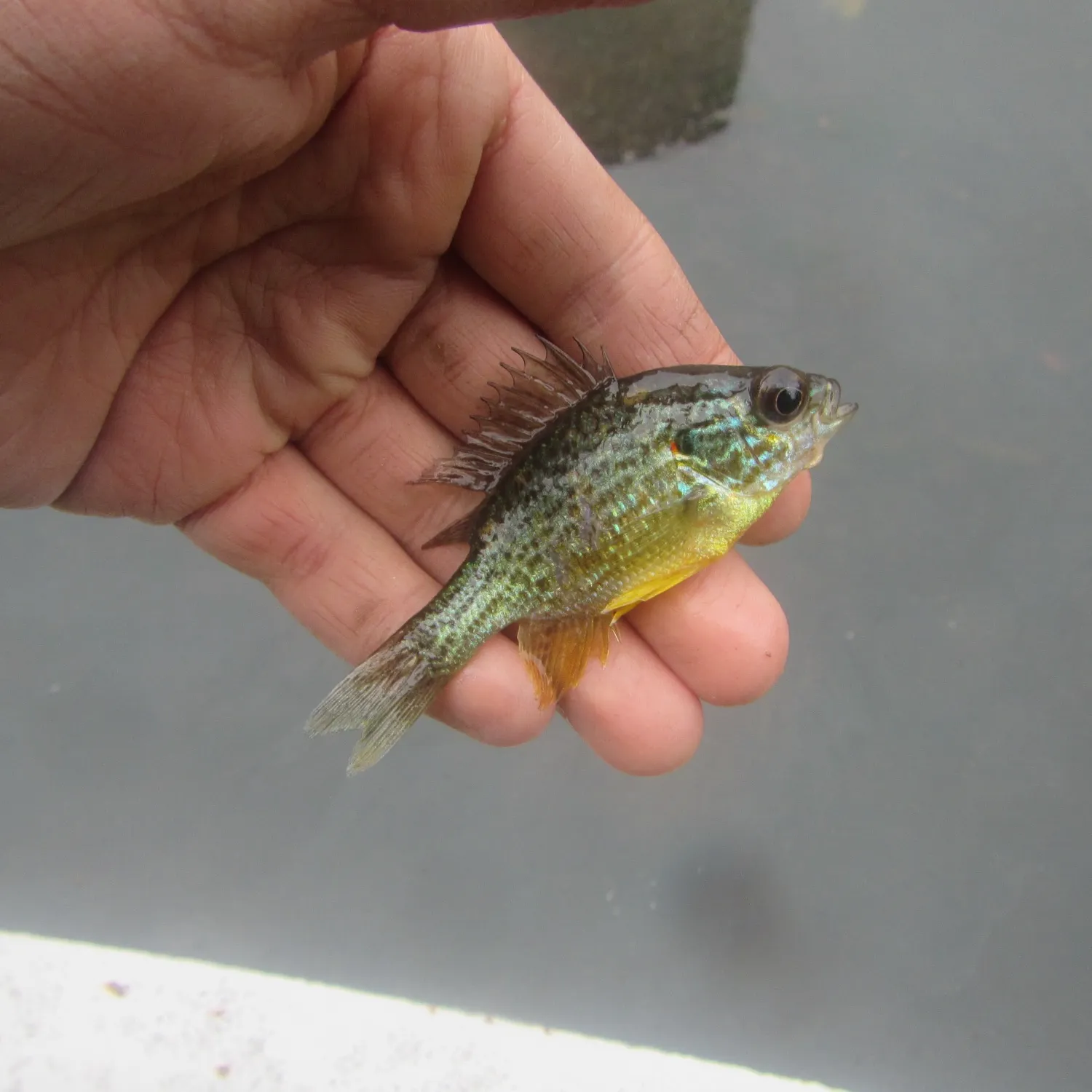 Pumpkinseed caught on Fishbrain