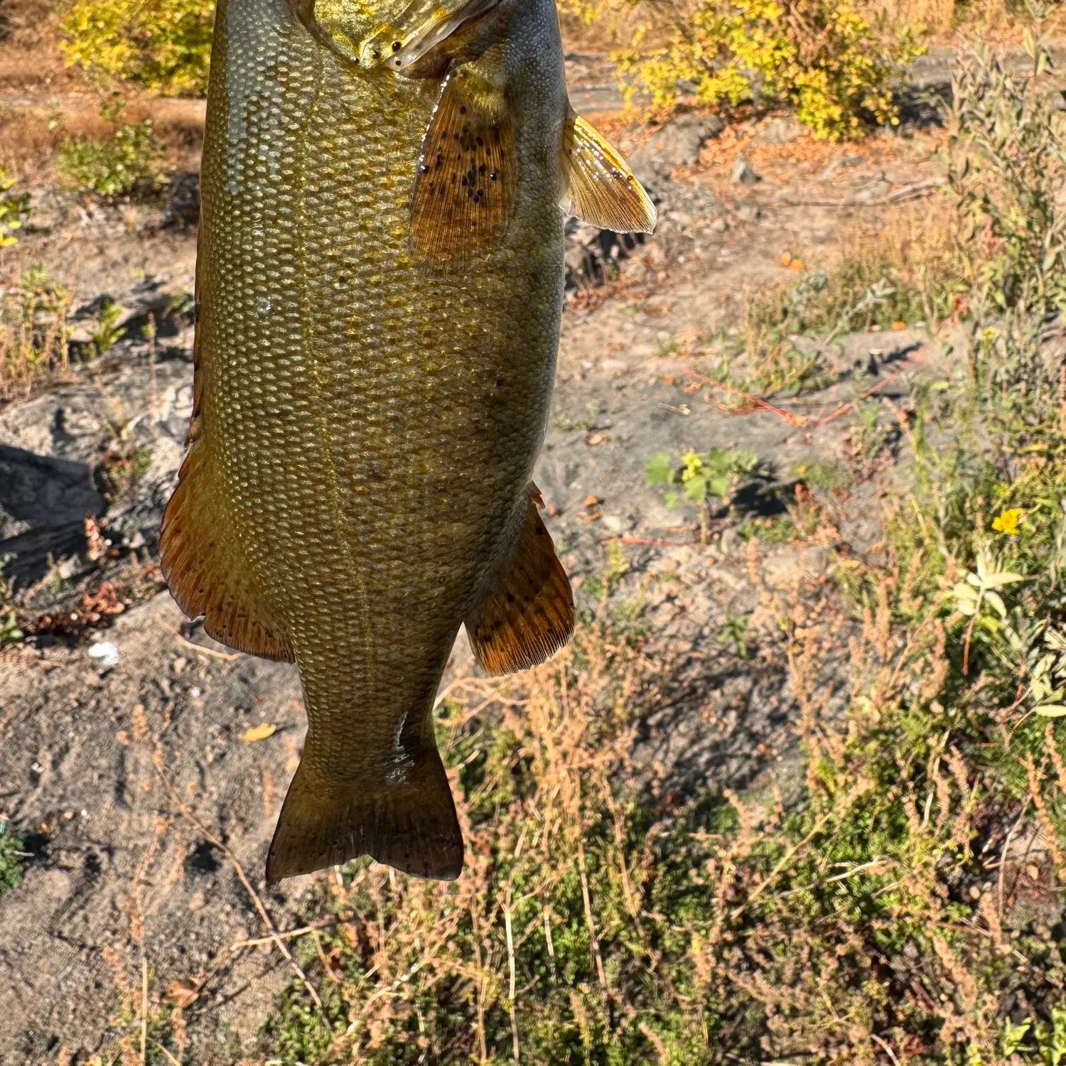 Smallmouth bass caught on Fishbrain
