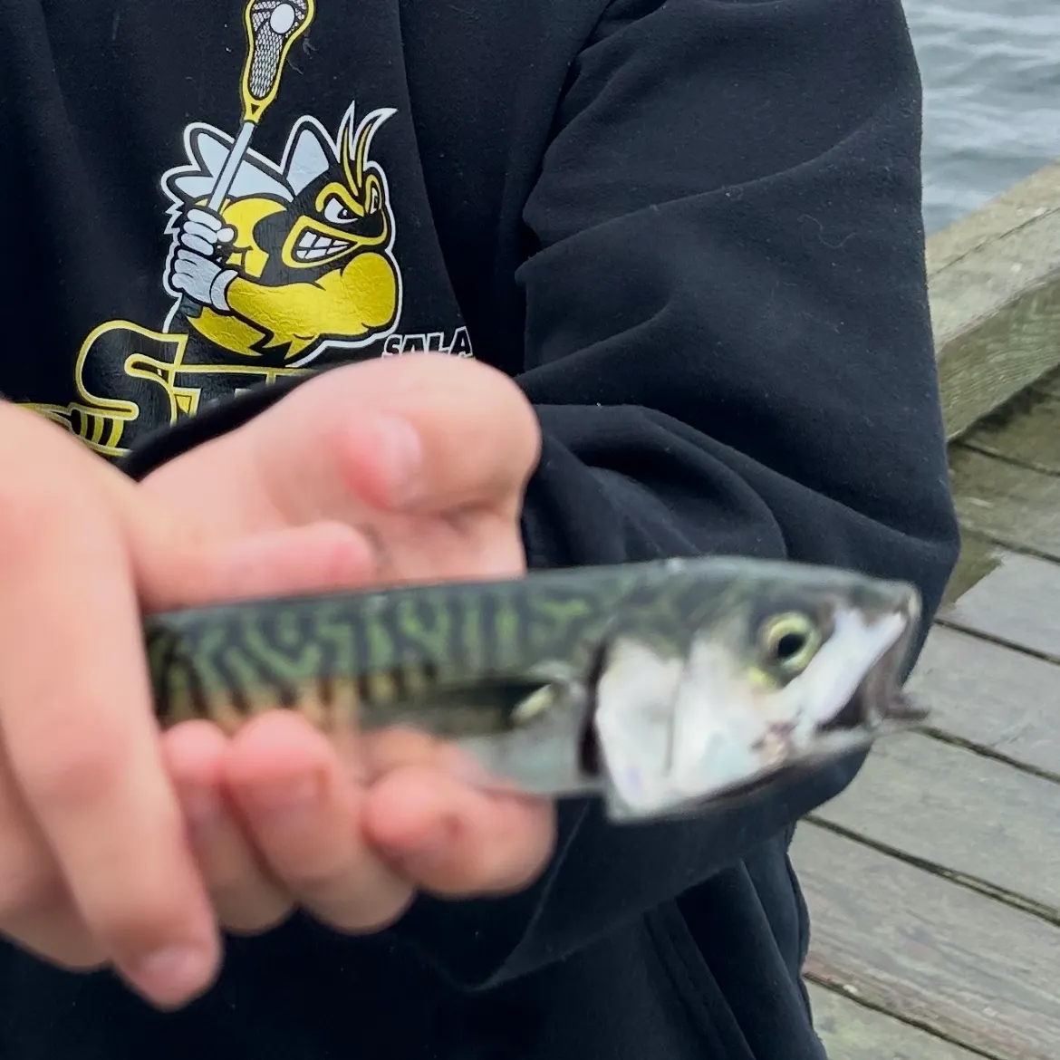 Atlantic mackerel caught on Fishbrain
