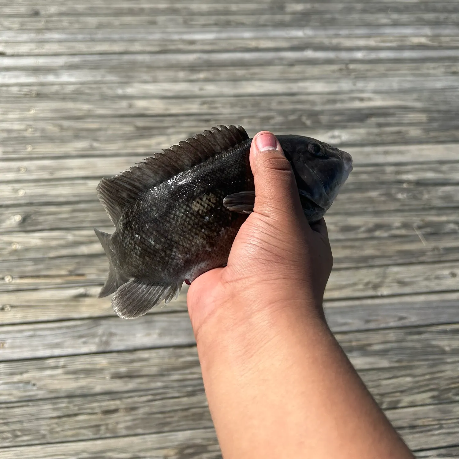 The most recent Tautog catches on Fishbrain