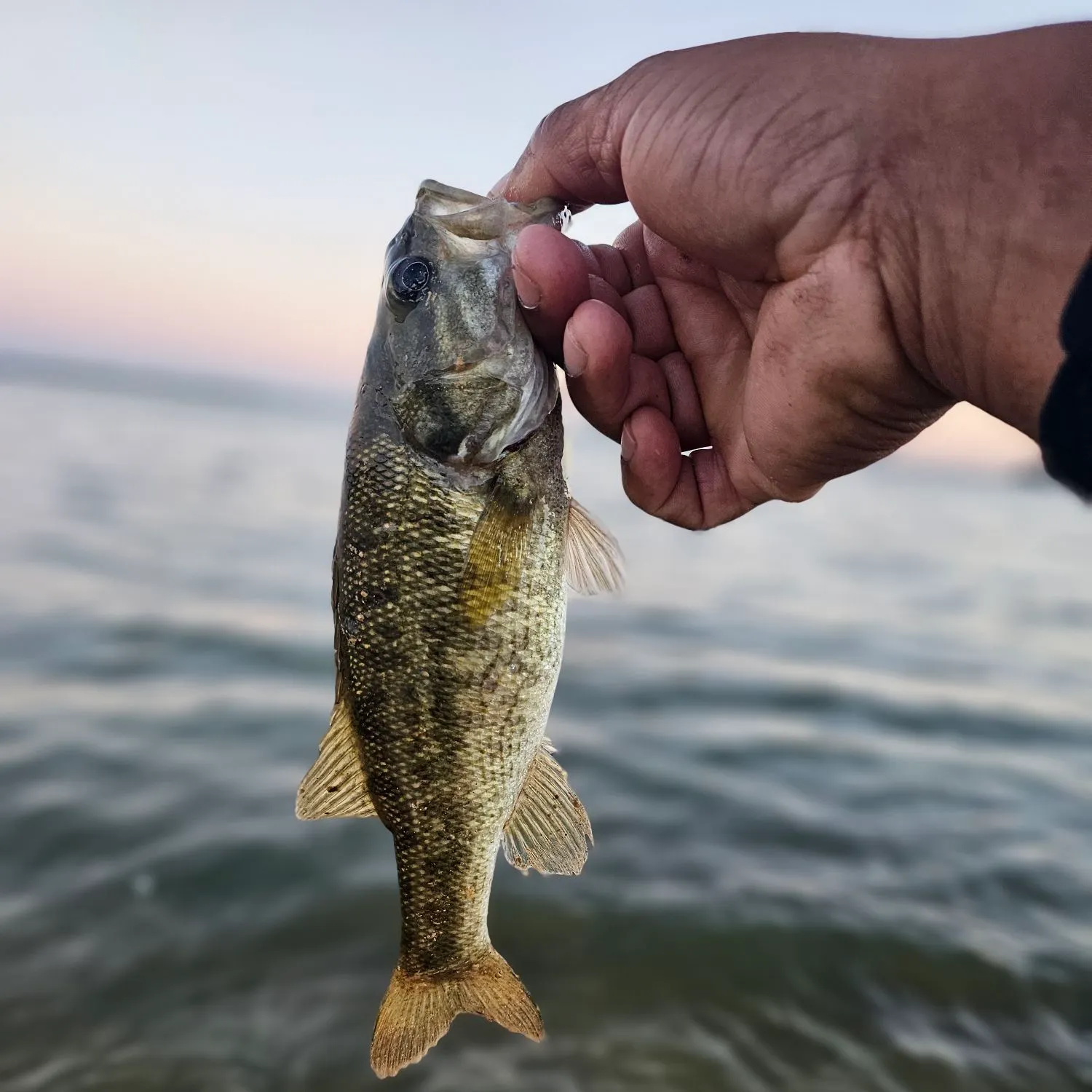 Spotted bass caught on Fishbrain