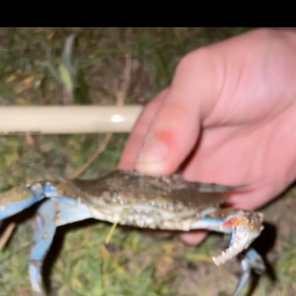 Blue crab caught on Fishbrain