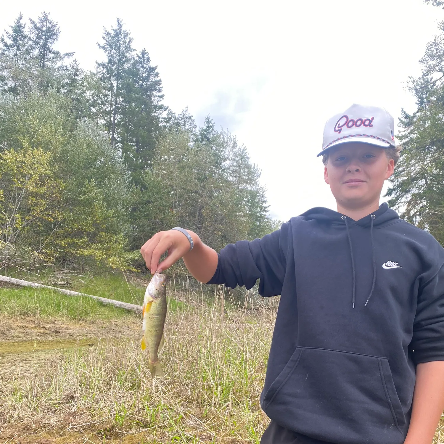 Yellow perch caught on Fishbrain