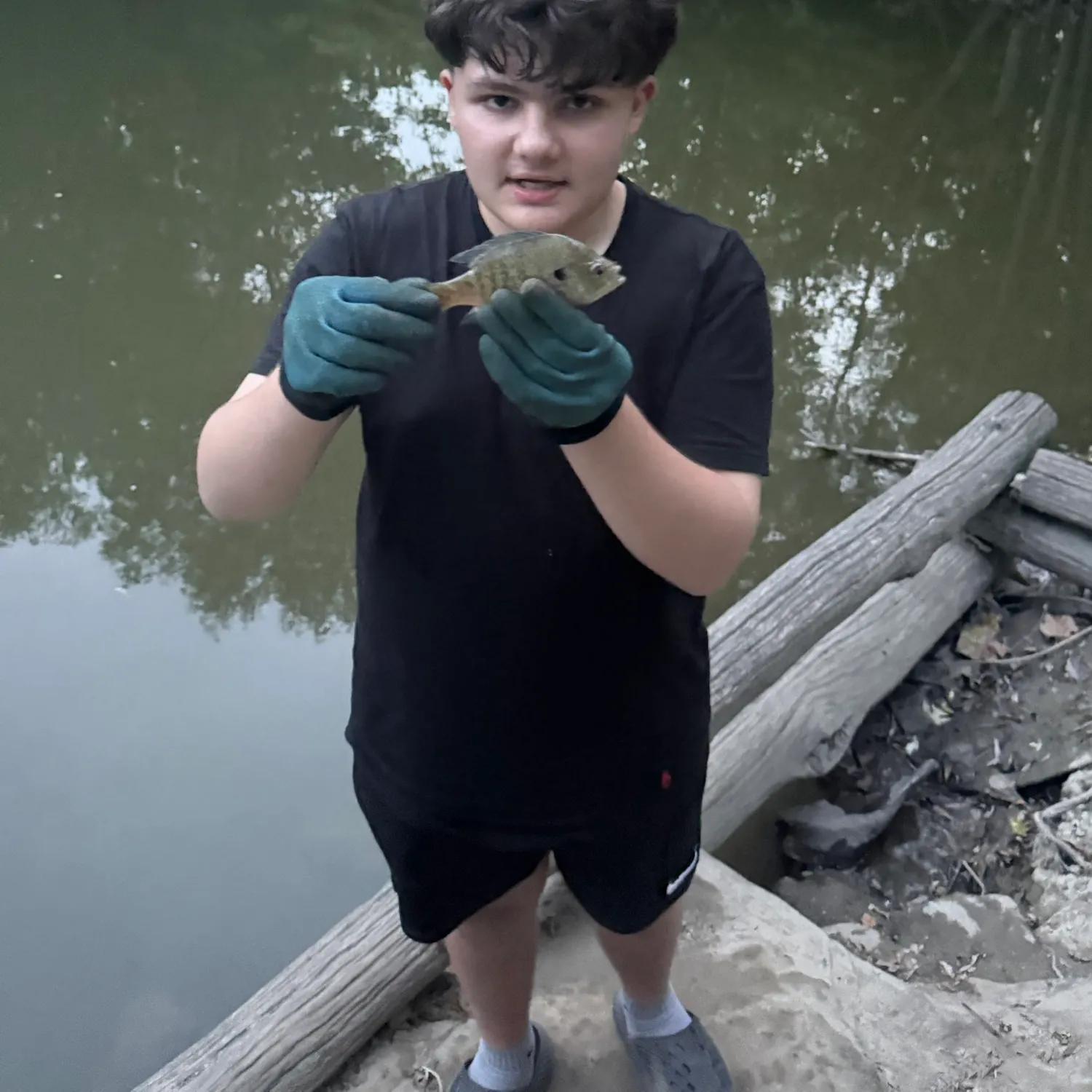 Bluegill caught on Fishbrain