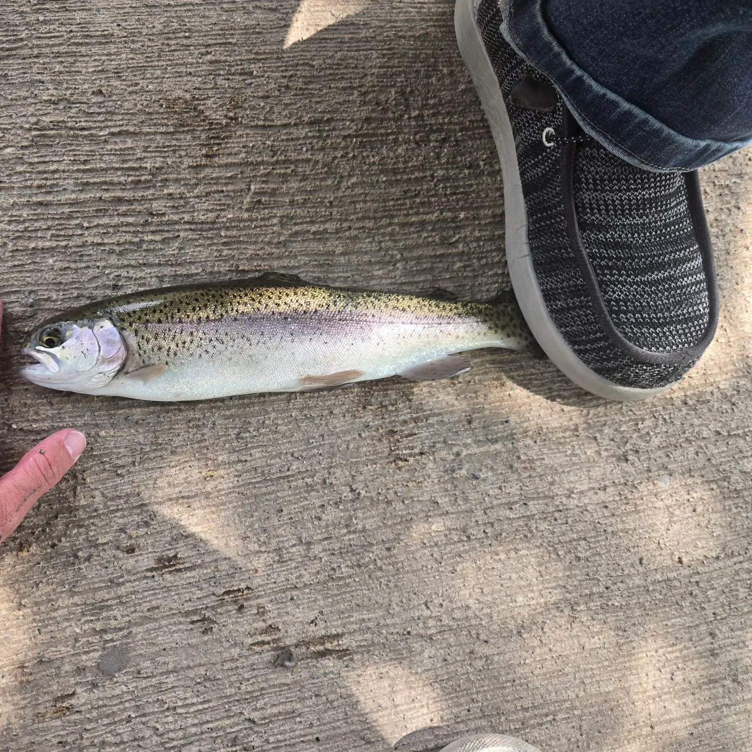 Rainbow trout caught on Fishbrain