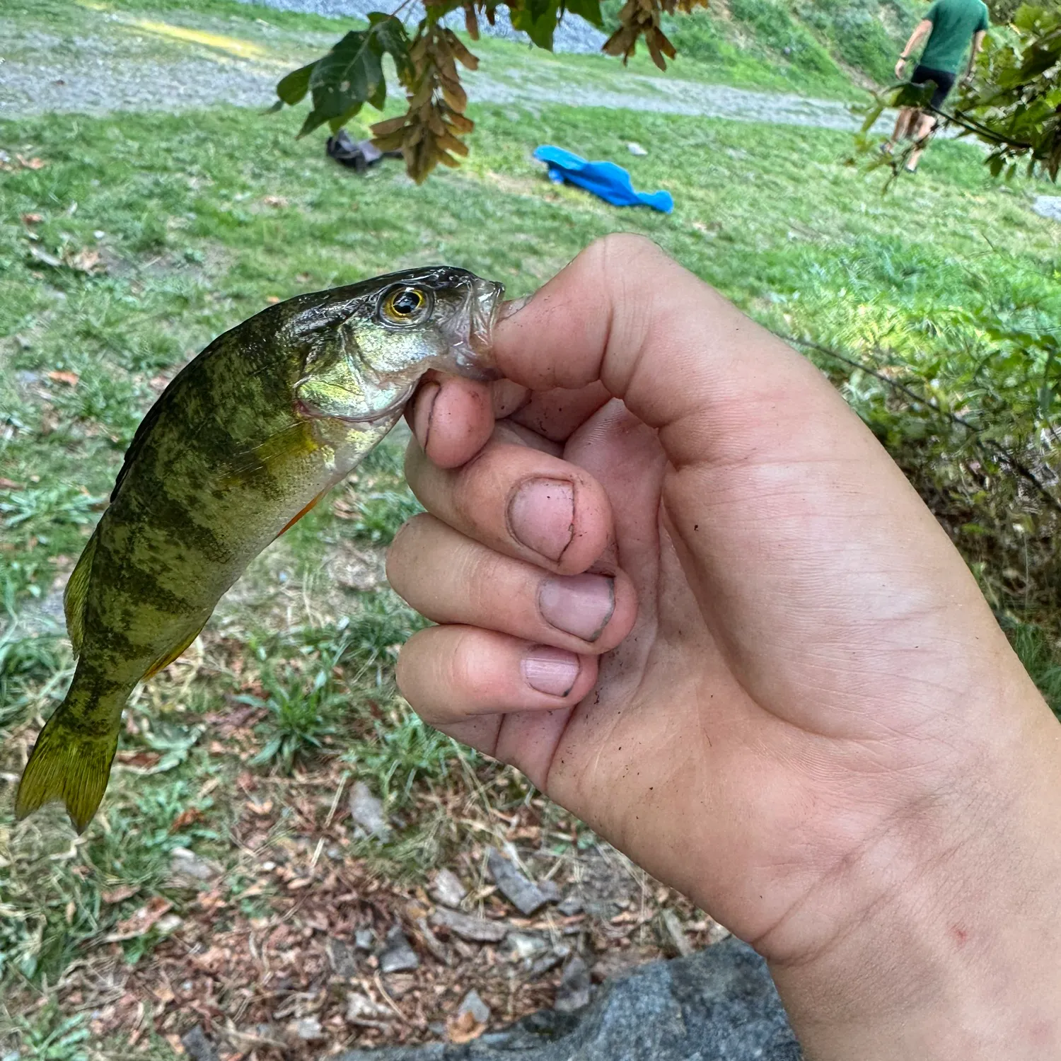 The most recent Yellow perch catches on Fishbrain