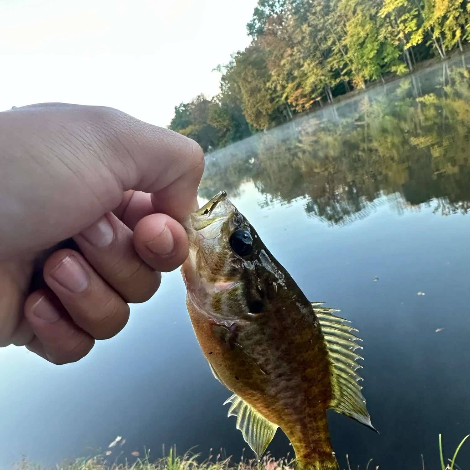 Warmouth caught on Fishbrain