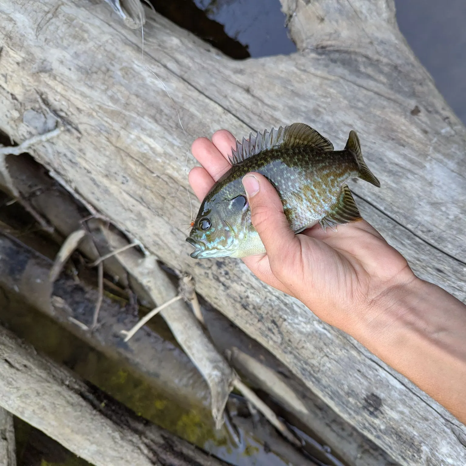 Greengill hybrid caught on Fishbrain