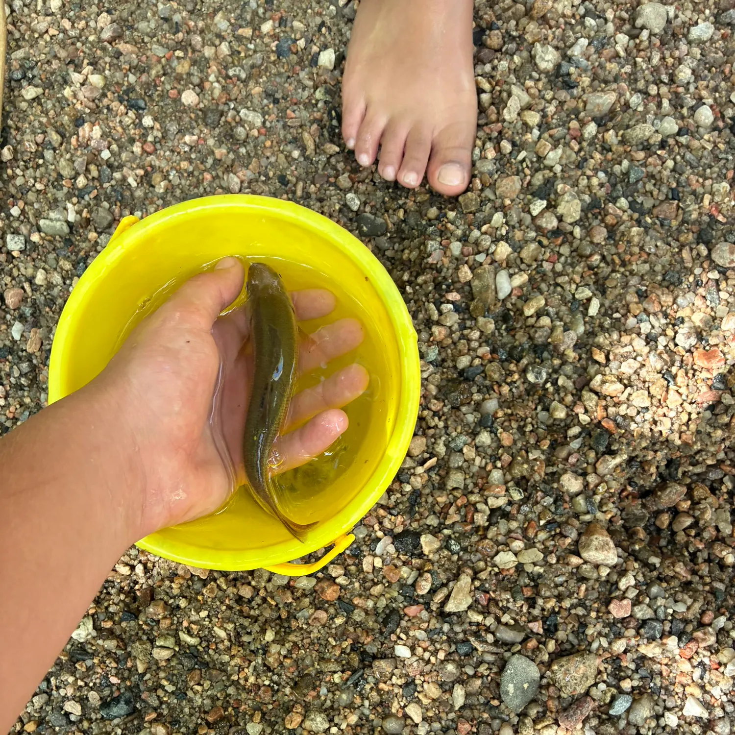 Creek chub caught on Fishbrain