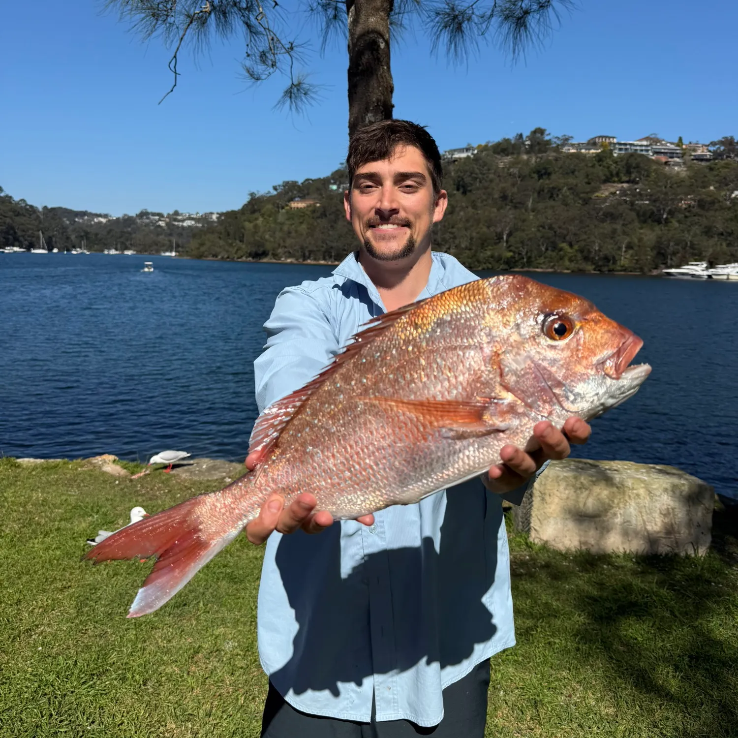 Australasian snapper caught on Fishbrain