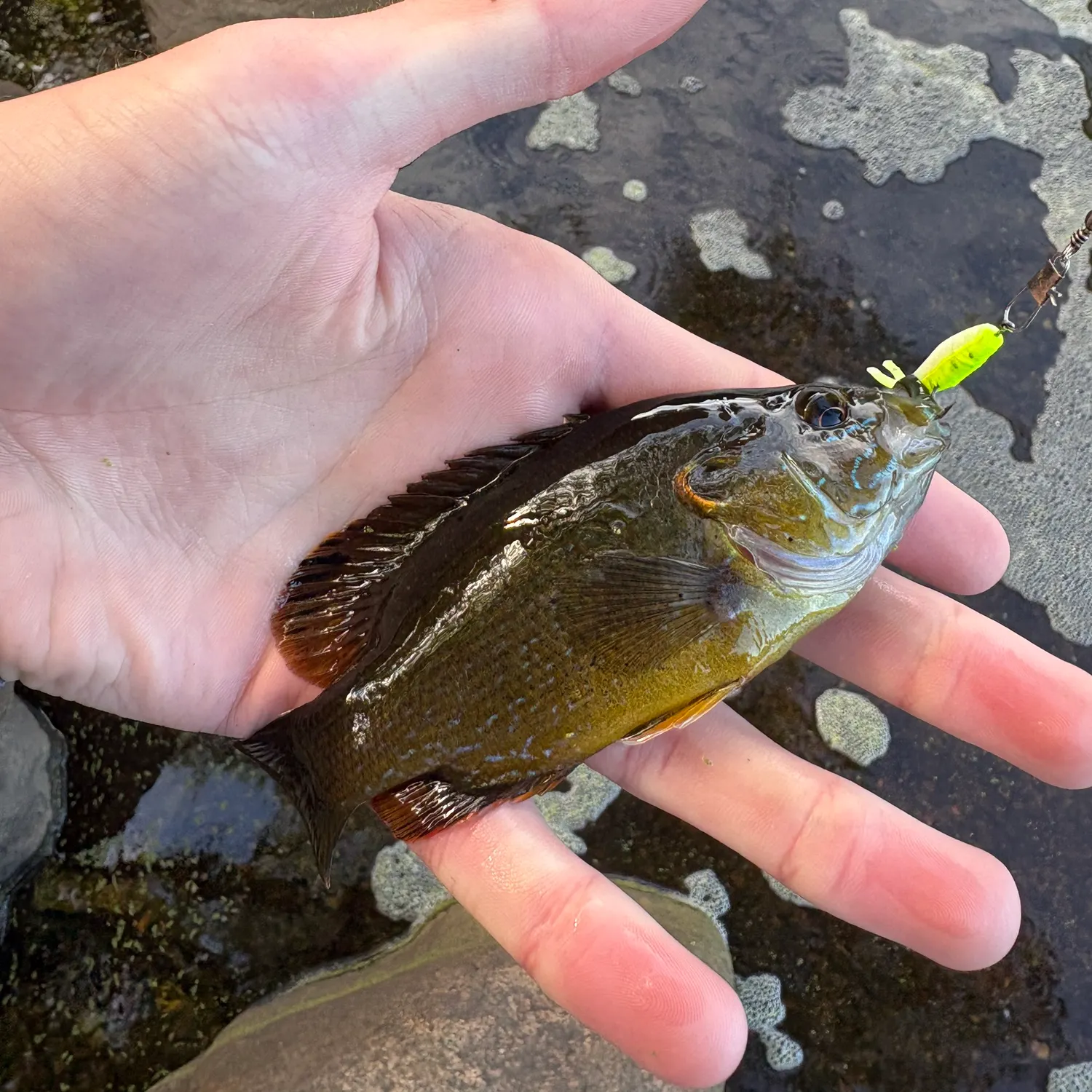 Green sunfish caught on Fishbrain