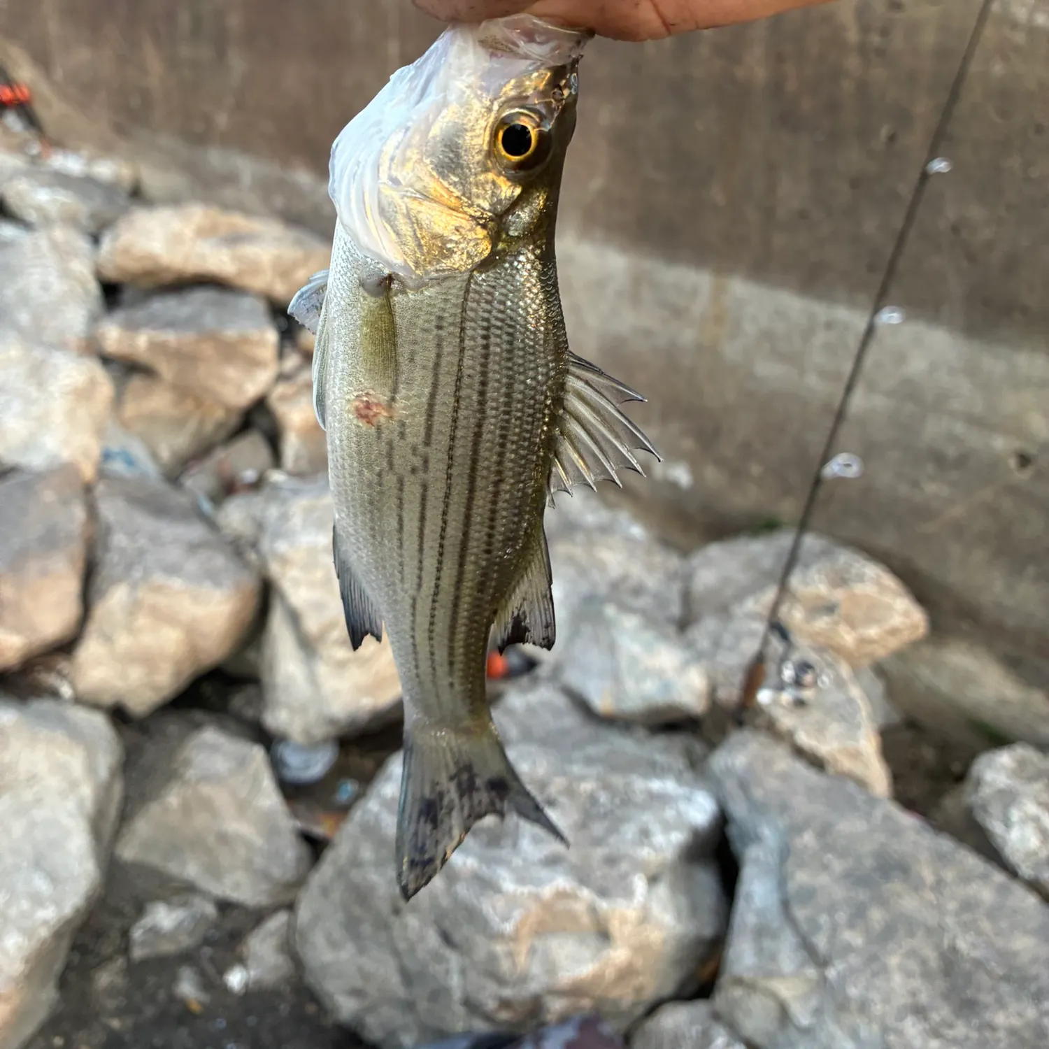 White bass caught on Fishbrain