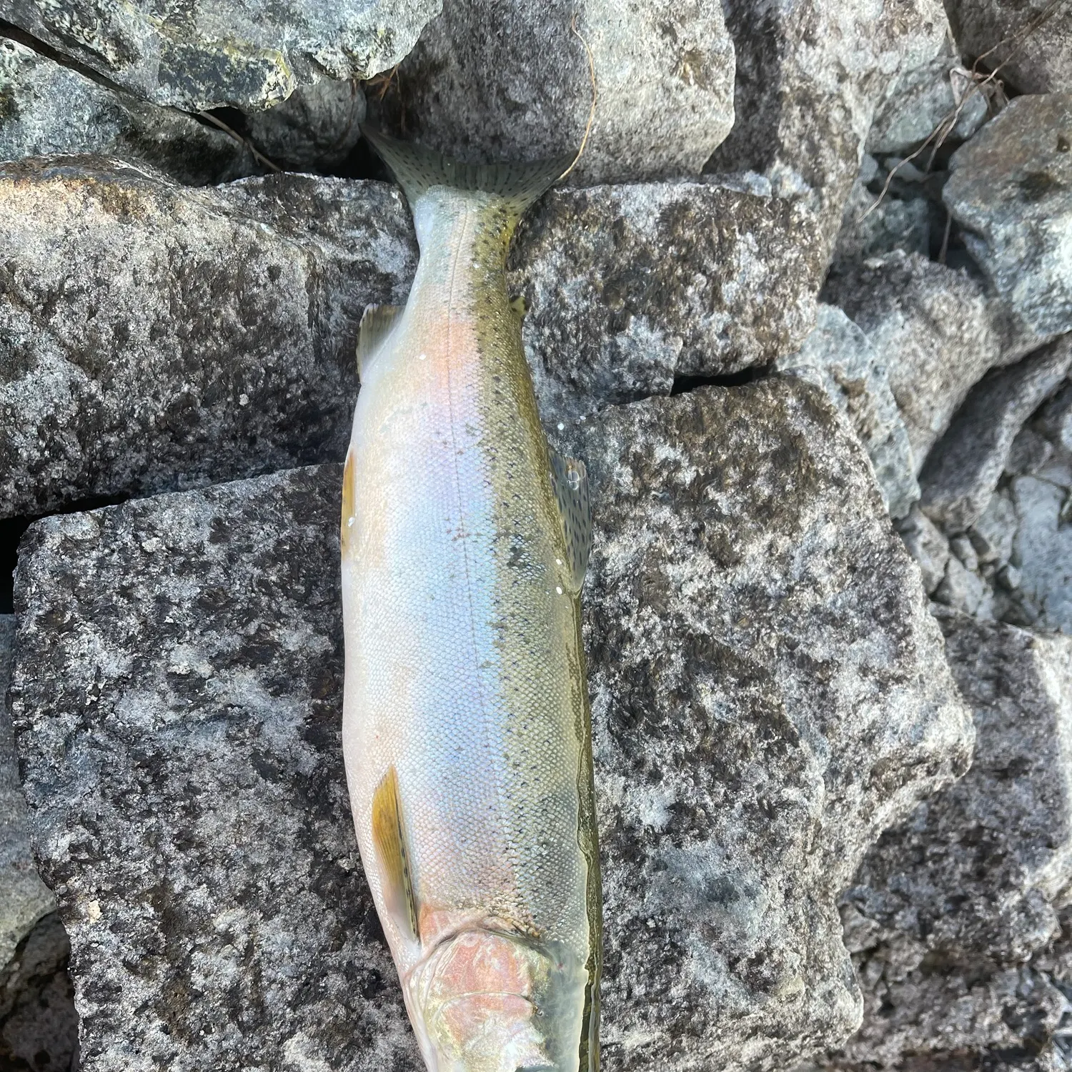 Rainbow trout caught on Fishbrain