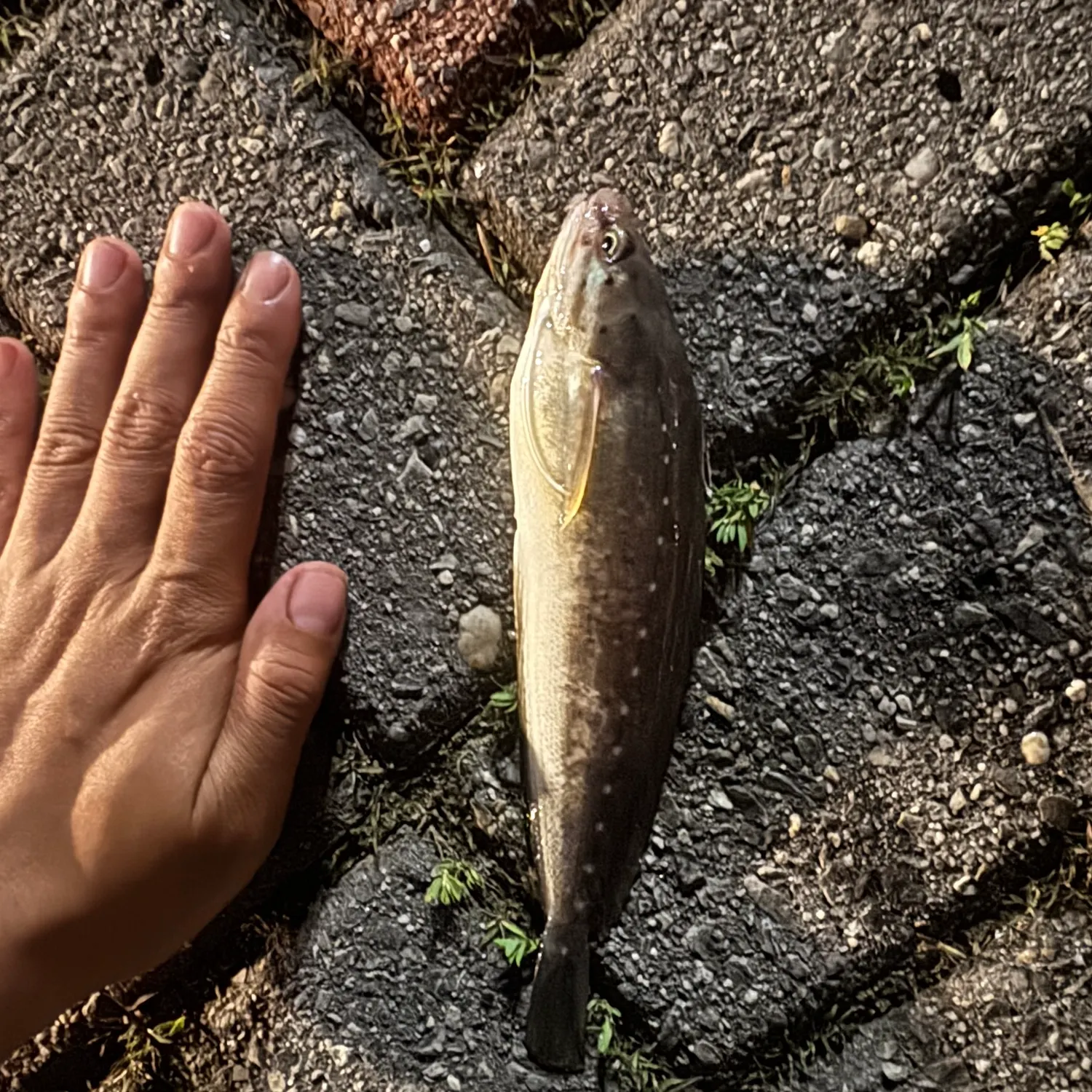 The most recent Spotted hake catches on Fishbrain