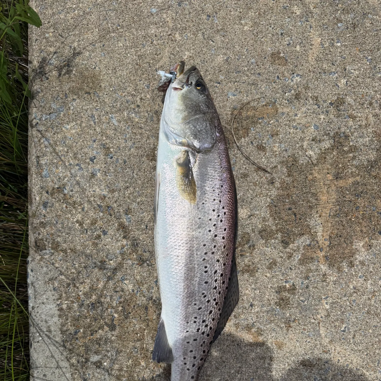 The most recent Spotted seatrout catches on Fishbrain