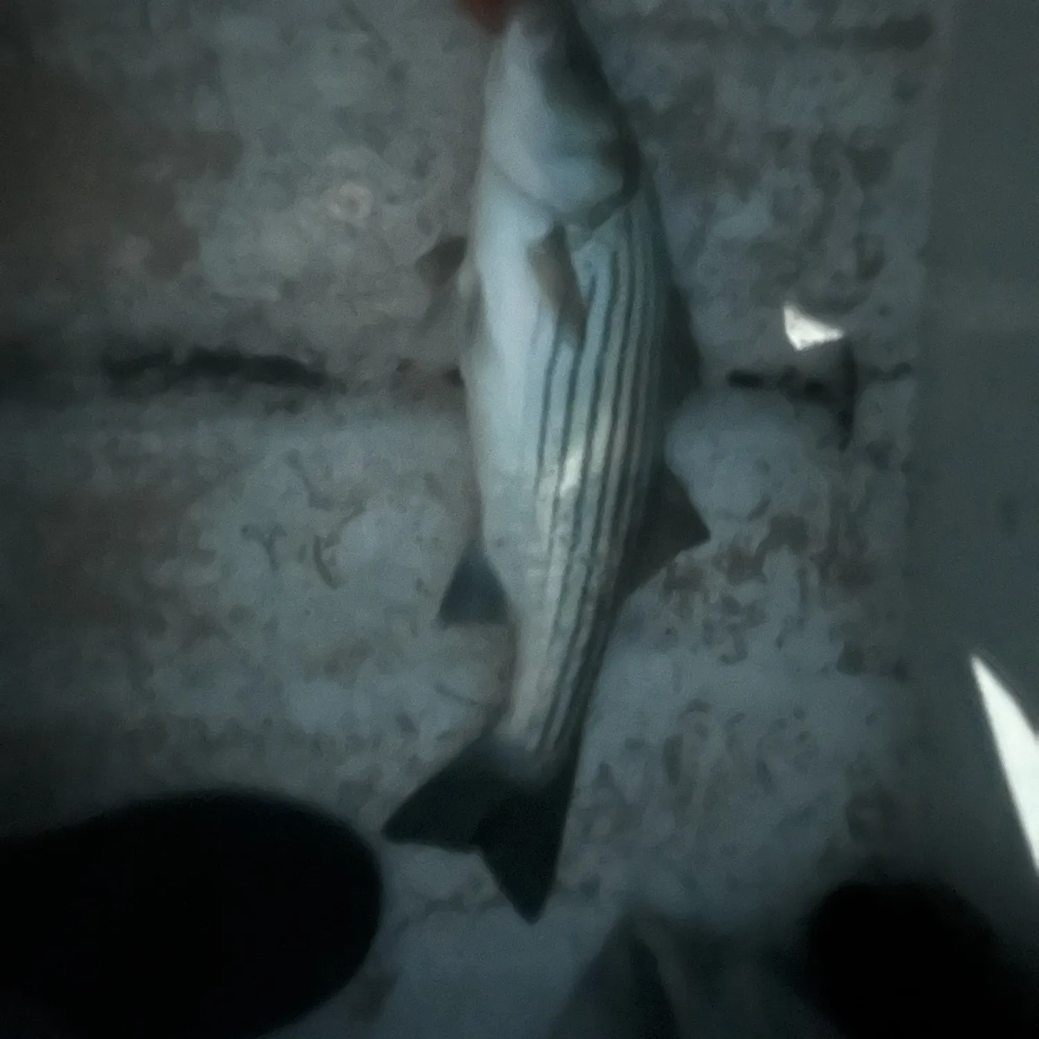 Striped bass caught on Fishbrain
