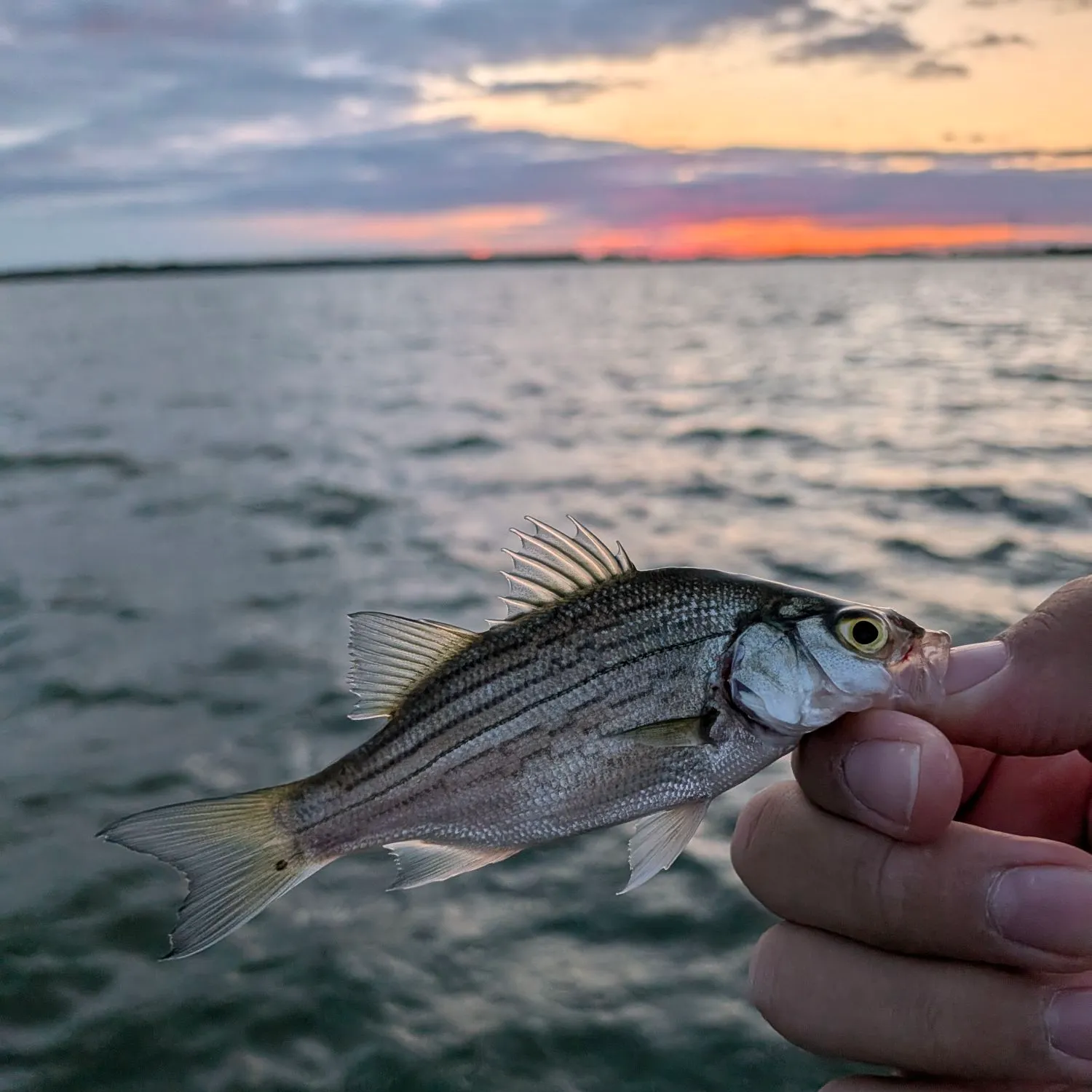 White bass caught on Fishbrain