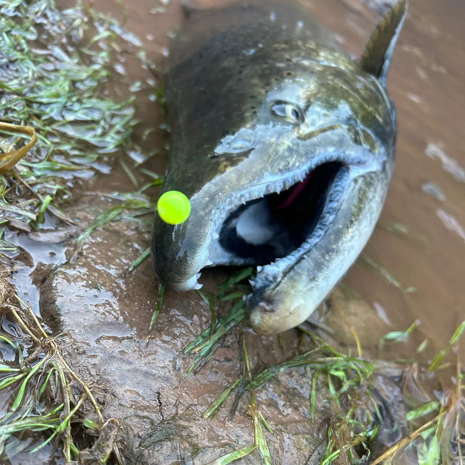Chinook salmon caught on Fishbrain