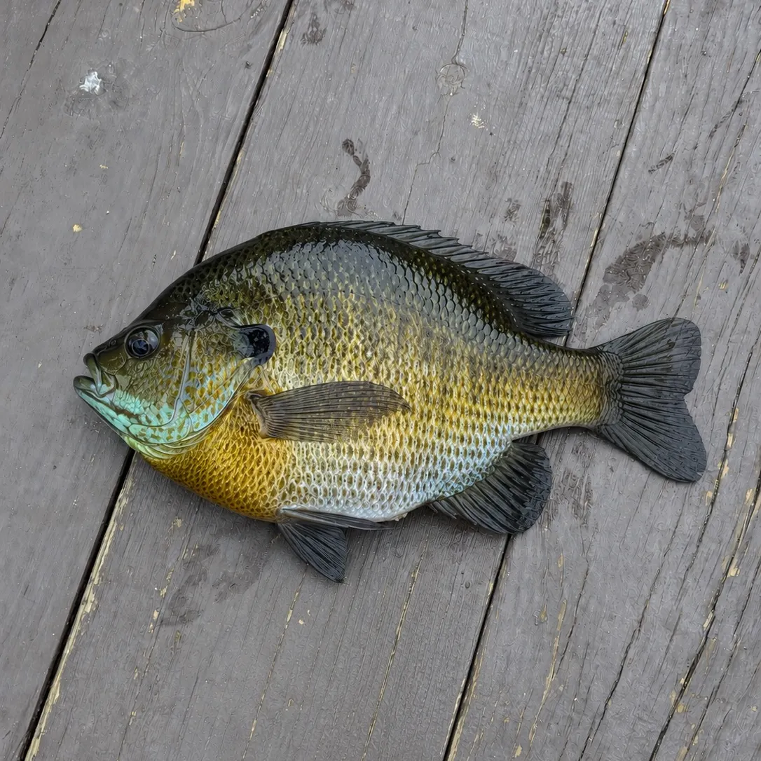 Bluegill caught on Fishbrain